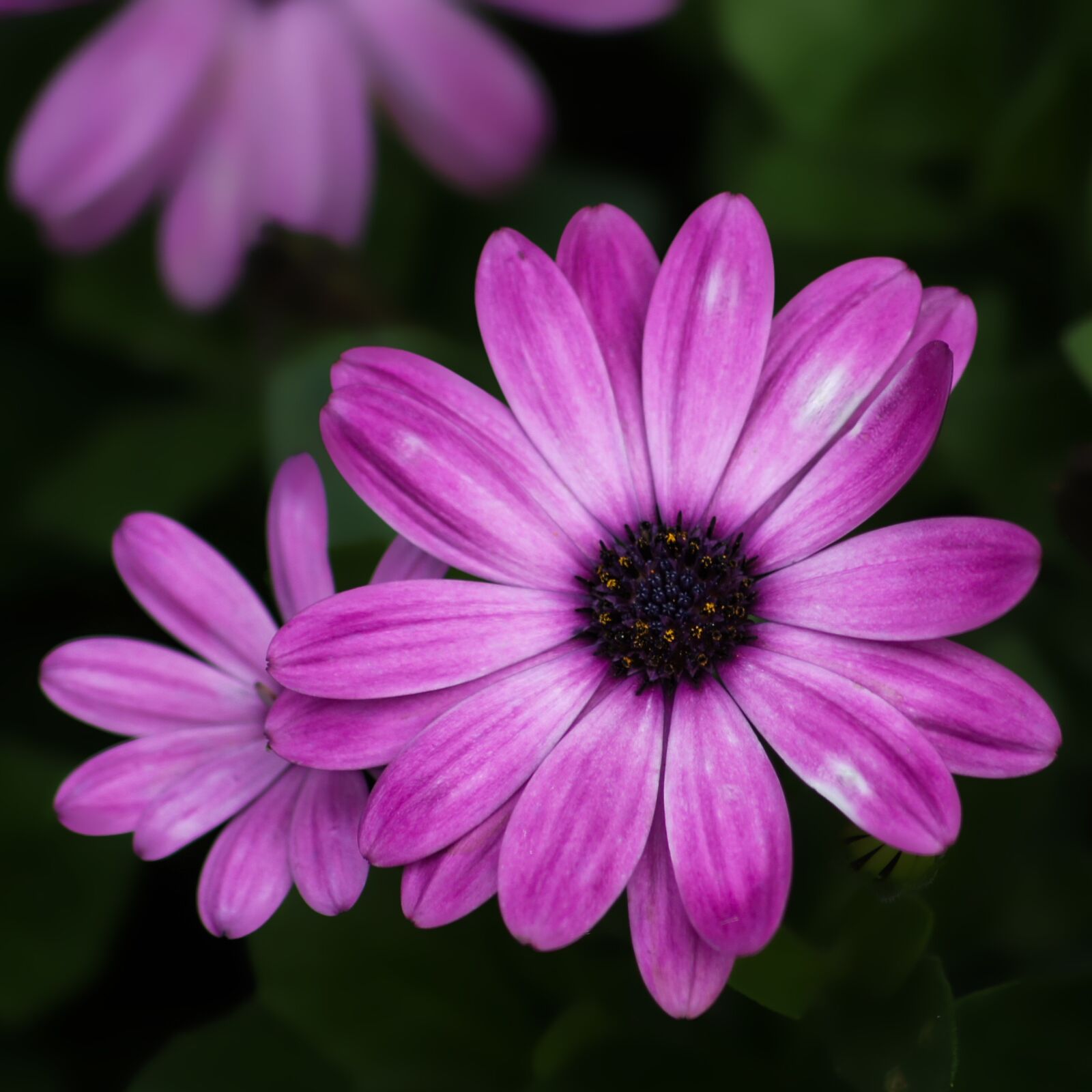 Sony Alpha DSLR-A560 sample photo. Flower, purple, close-up photography