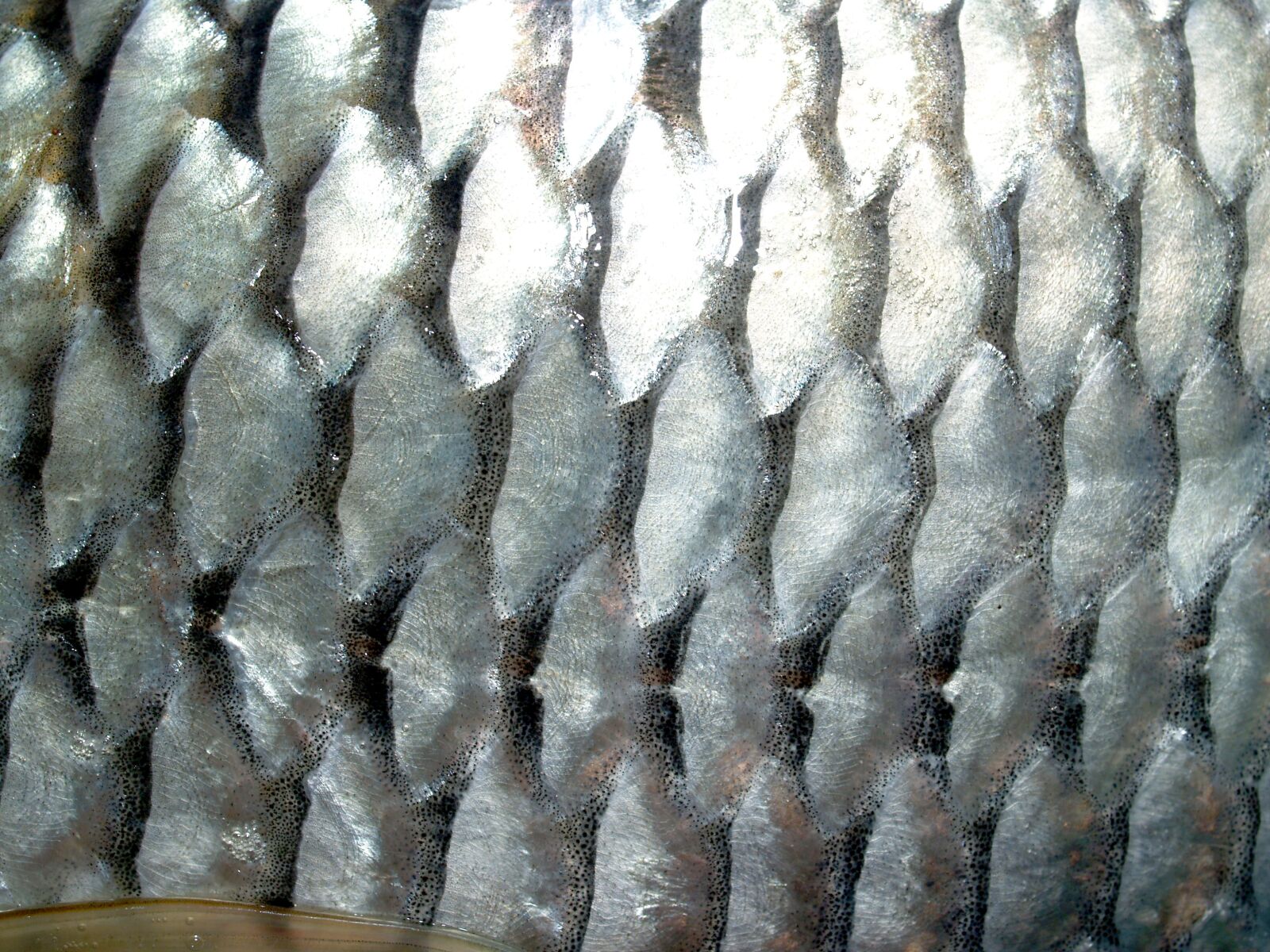 Olympus E-300 (EVOLT E-300) sample photo. Fish, carp, meal photography