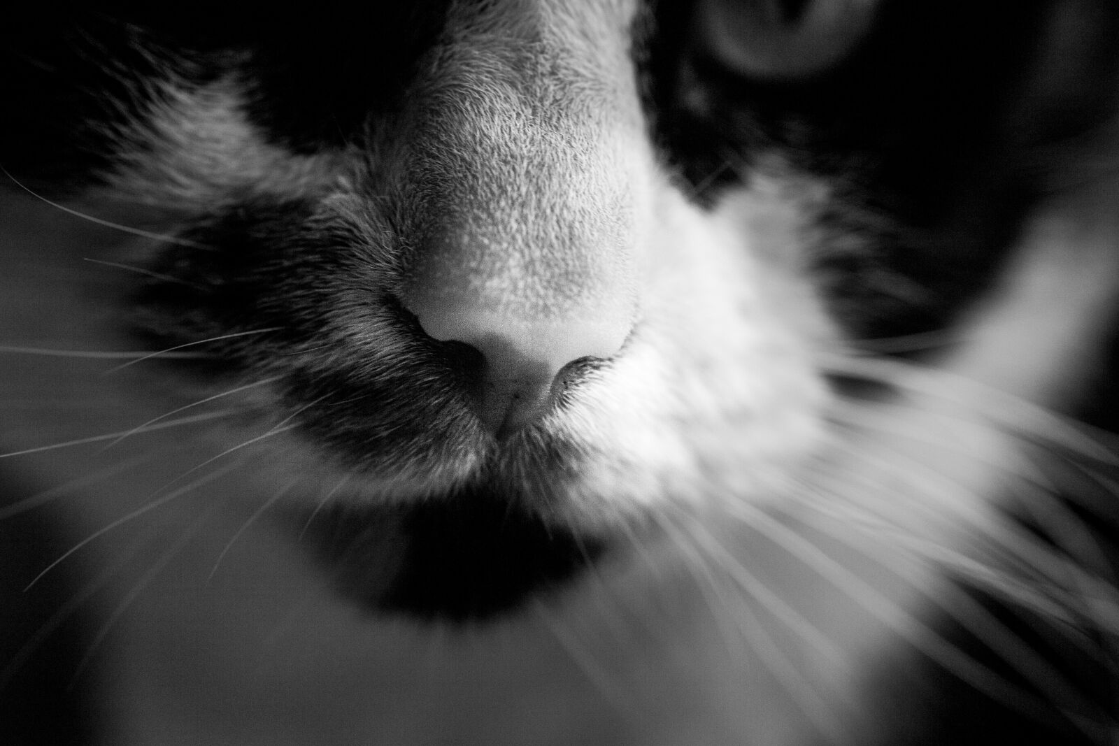 Sigma 70mm F2.8 EX DG Macro sample photo. Cats, nose, whiskers photography
