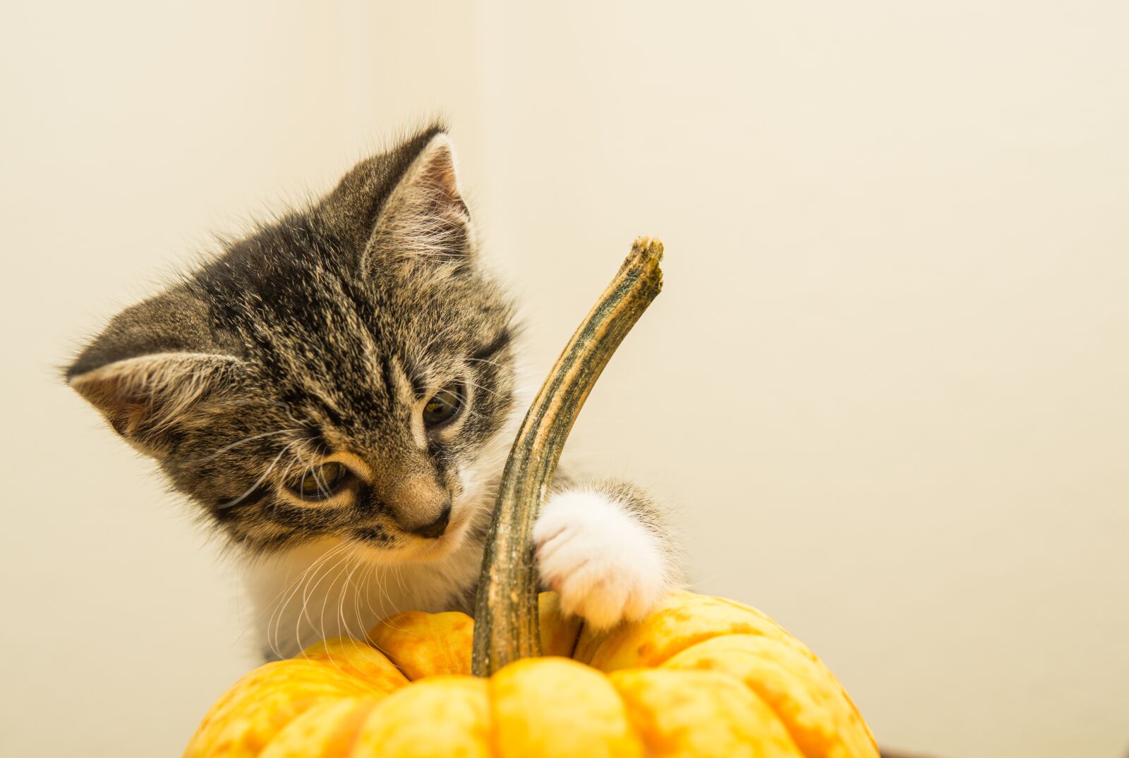30mm F1.4 DC DN | Contemporary 016 sample photo. Cat, pumpkin, small photography
