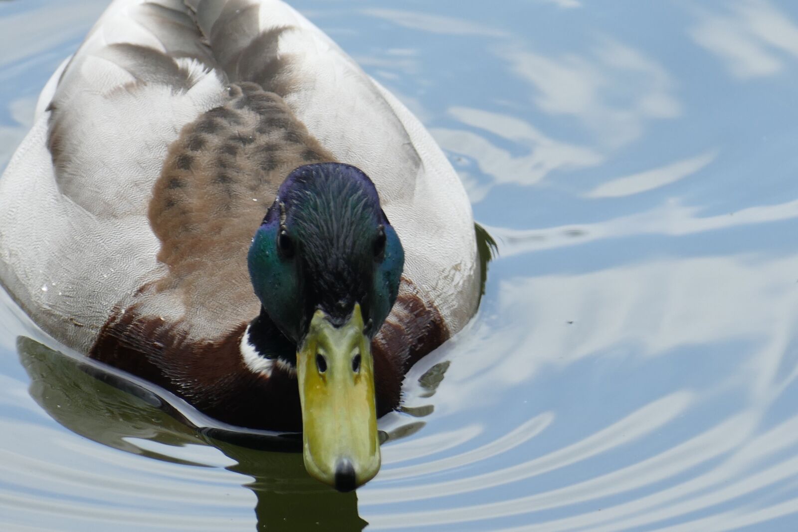 Panasonic Lumix DMC-FZ1000 sample photo. Duck, pond, forest photography