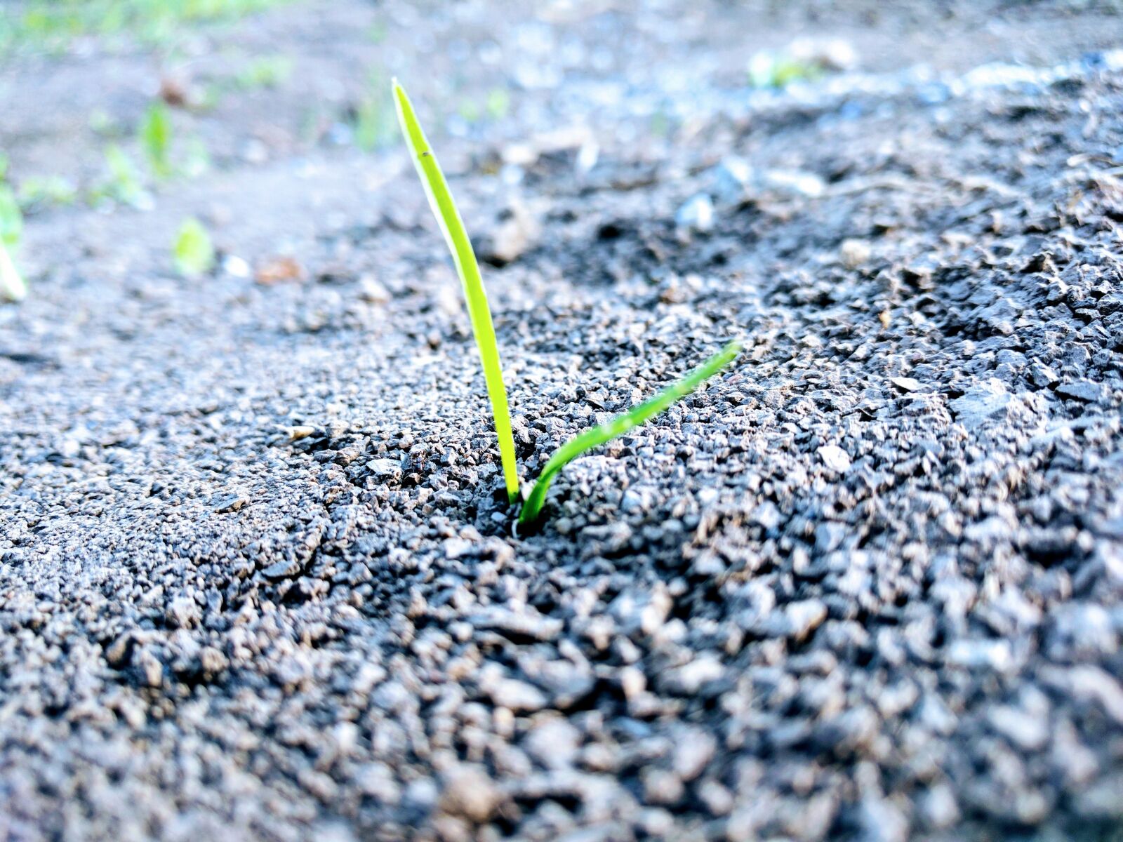 LG Nexus 5X sample photo. Grass, earth, sprout photography