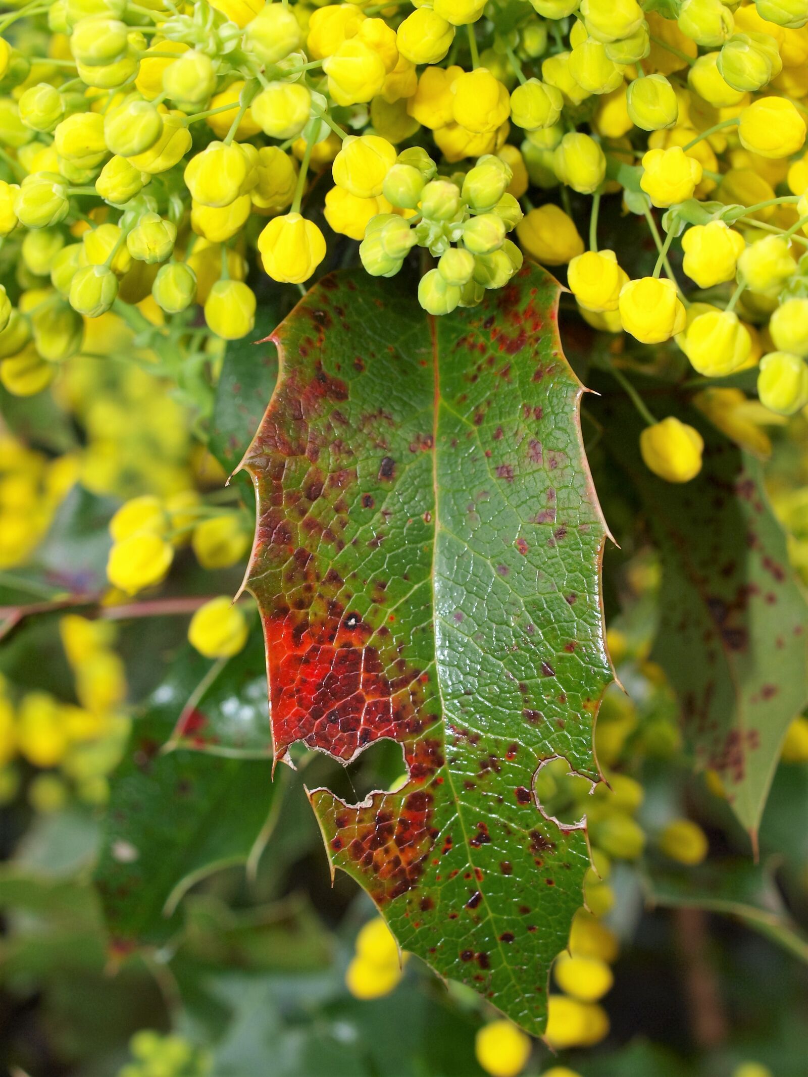 Olympus E-520 (EVOLT E-520) sample photo. Nature, flora, leaf photography