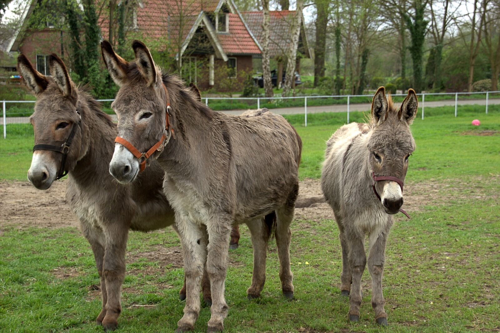 Canon EOS 550D (EOS Rebel T2i / EOS Kiss X4) sample photo. Donkeys, ass, animal photography