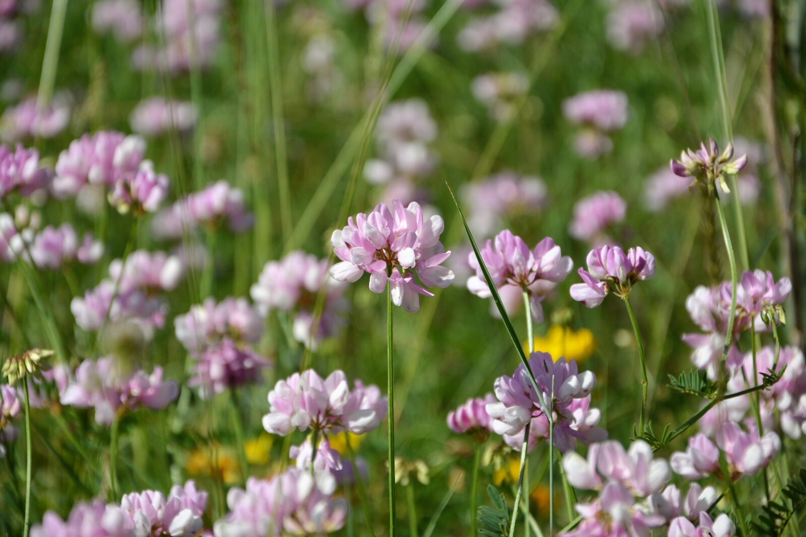 Nikon D7100 sample photo. Flower, nature, summer photography