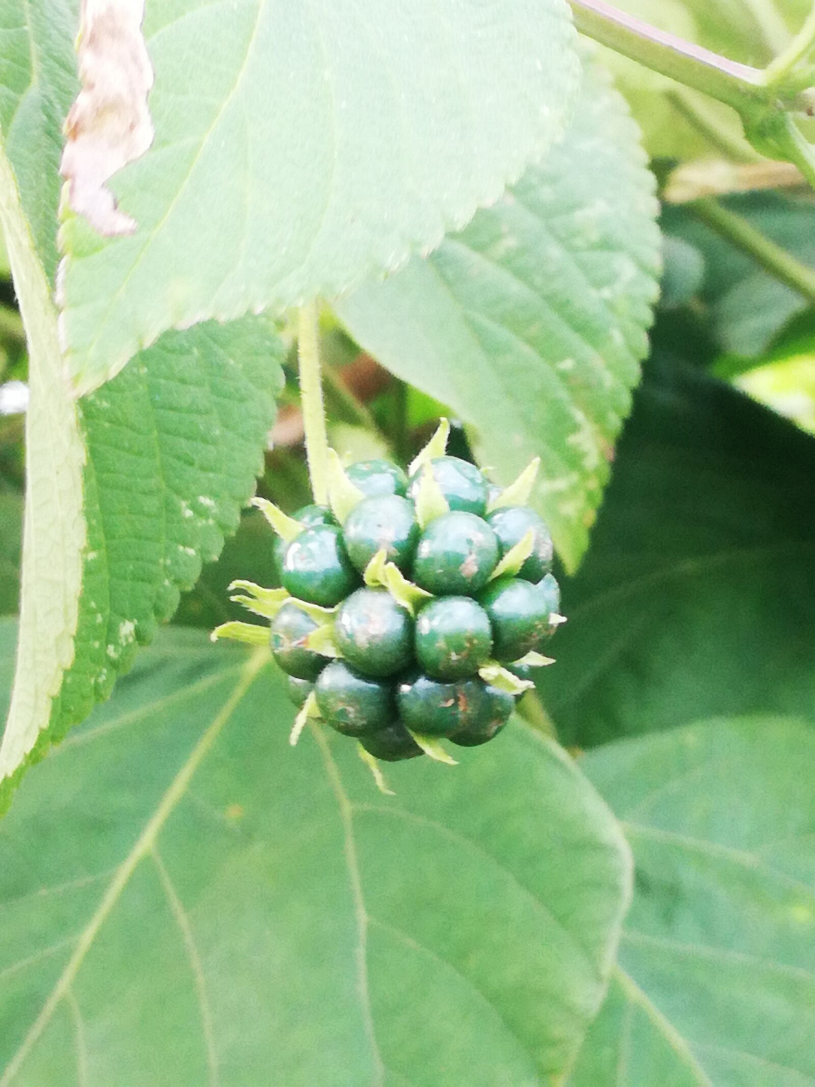 HUAWEI P9 LITE sample photo. Natural, vida, plantas photography