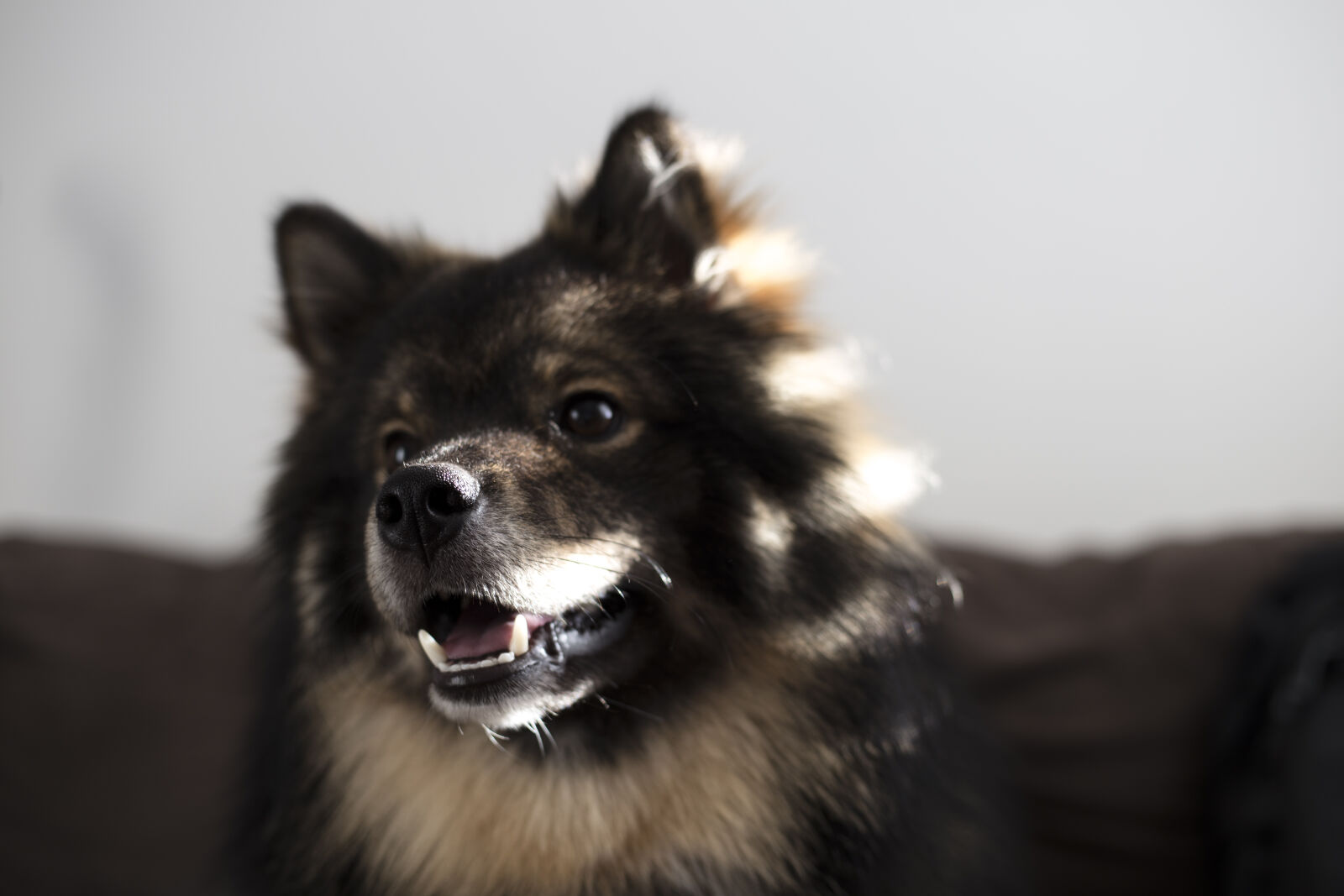 Canon EF 50mm F1.8 STM sample photo. Animal, dog, domestic, animal photography