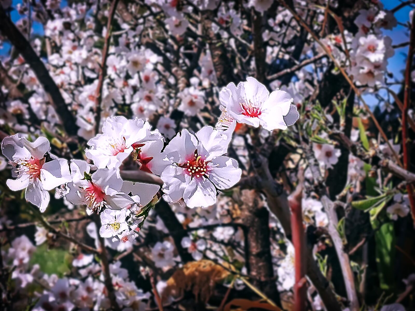 HUAWEI P30 Pro sample photo. Fiore, tree, primavera photography