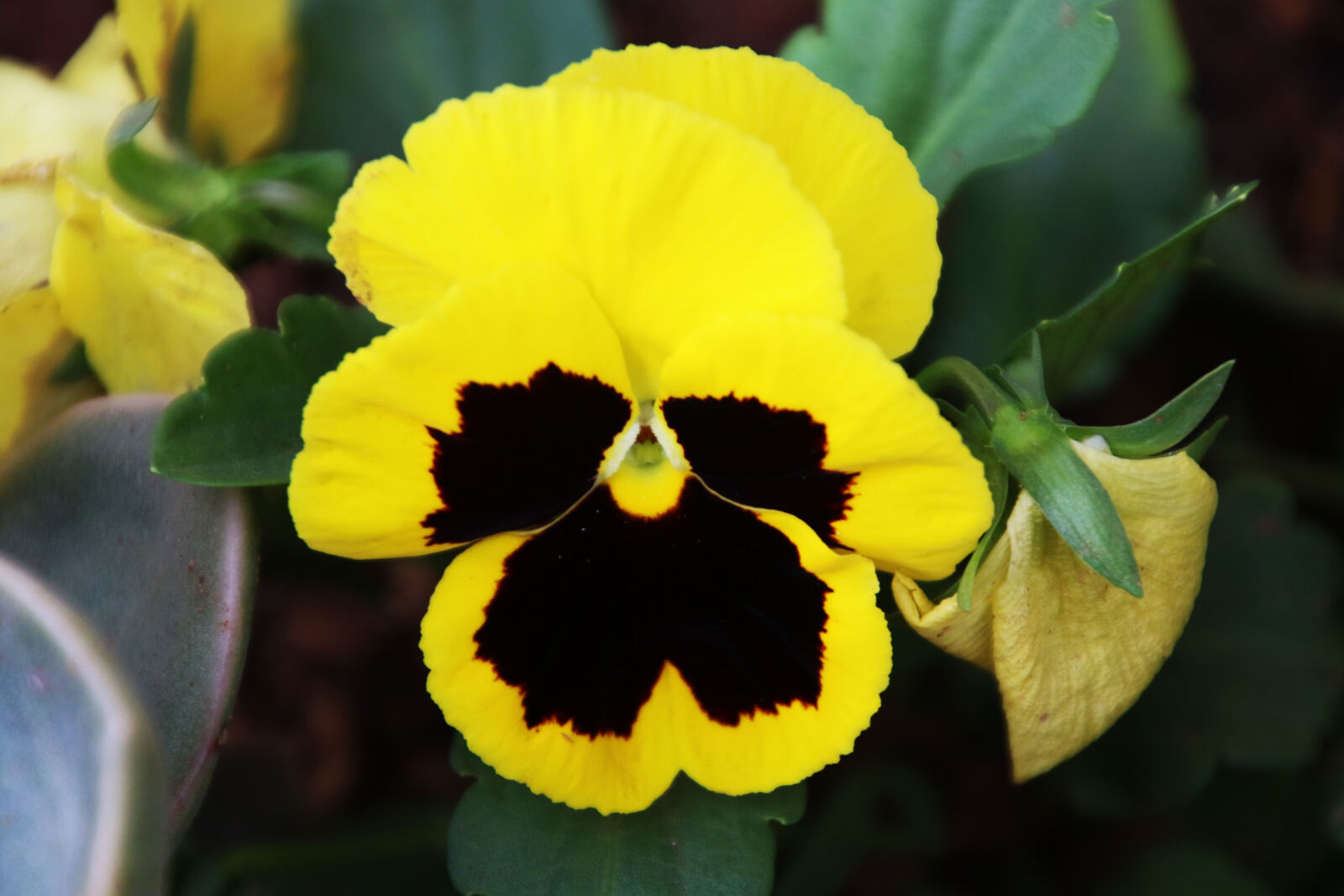 Canon EOS 7D Mark II sample photo. Black, and, yellow, garden photography