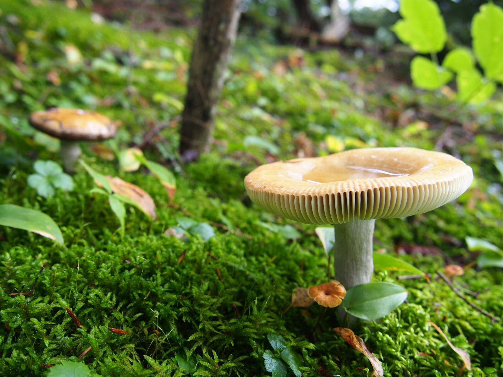 Olympus M.Zuiko Digital 14-42mm F3.5-5.6 II R sample photo. Mushrooms, forest, nature photography