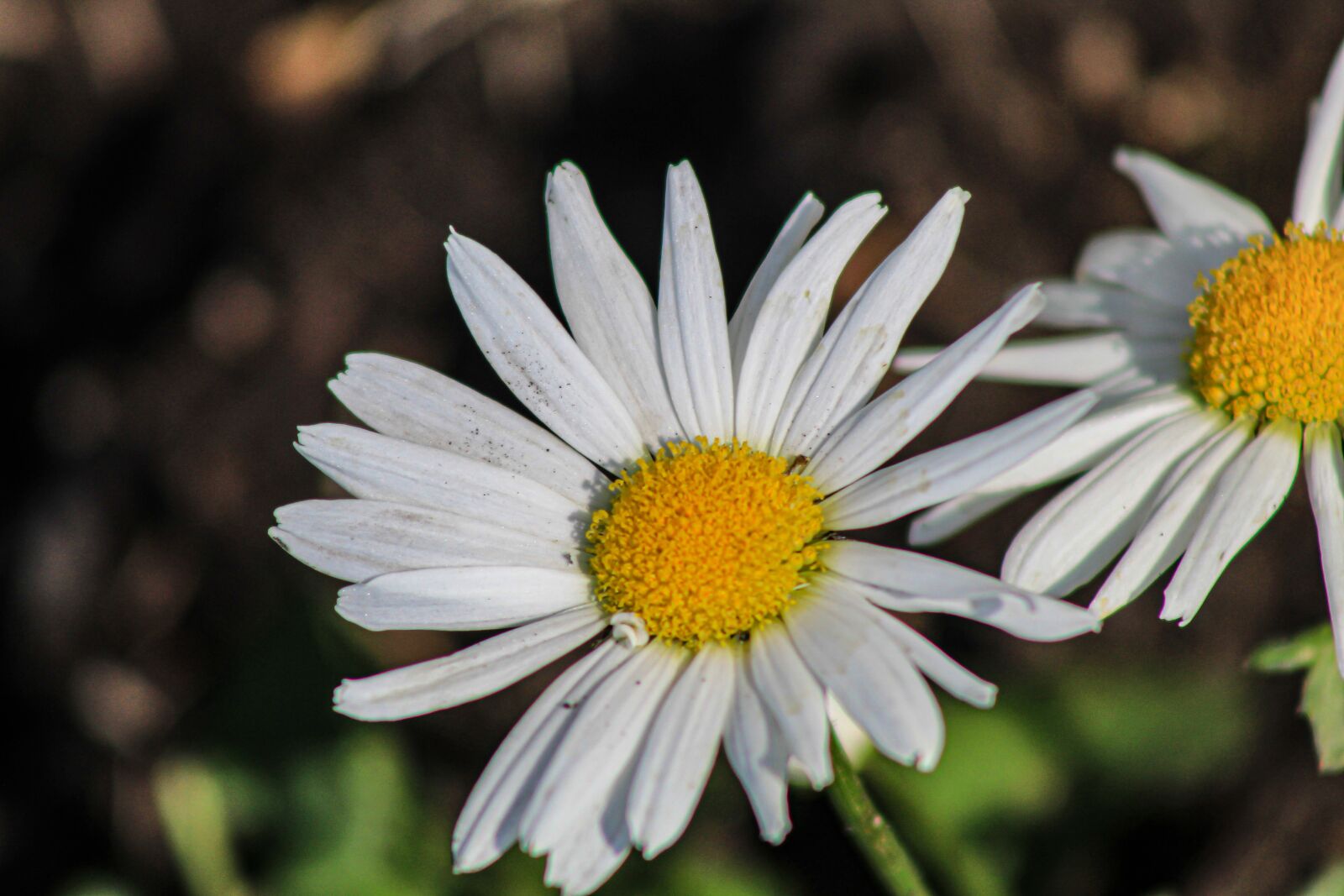Canon EOS 4000D (EOS Rebel T100 / EOS 3000D) sample photo. White, flowers, spring photography