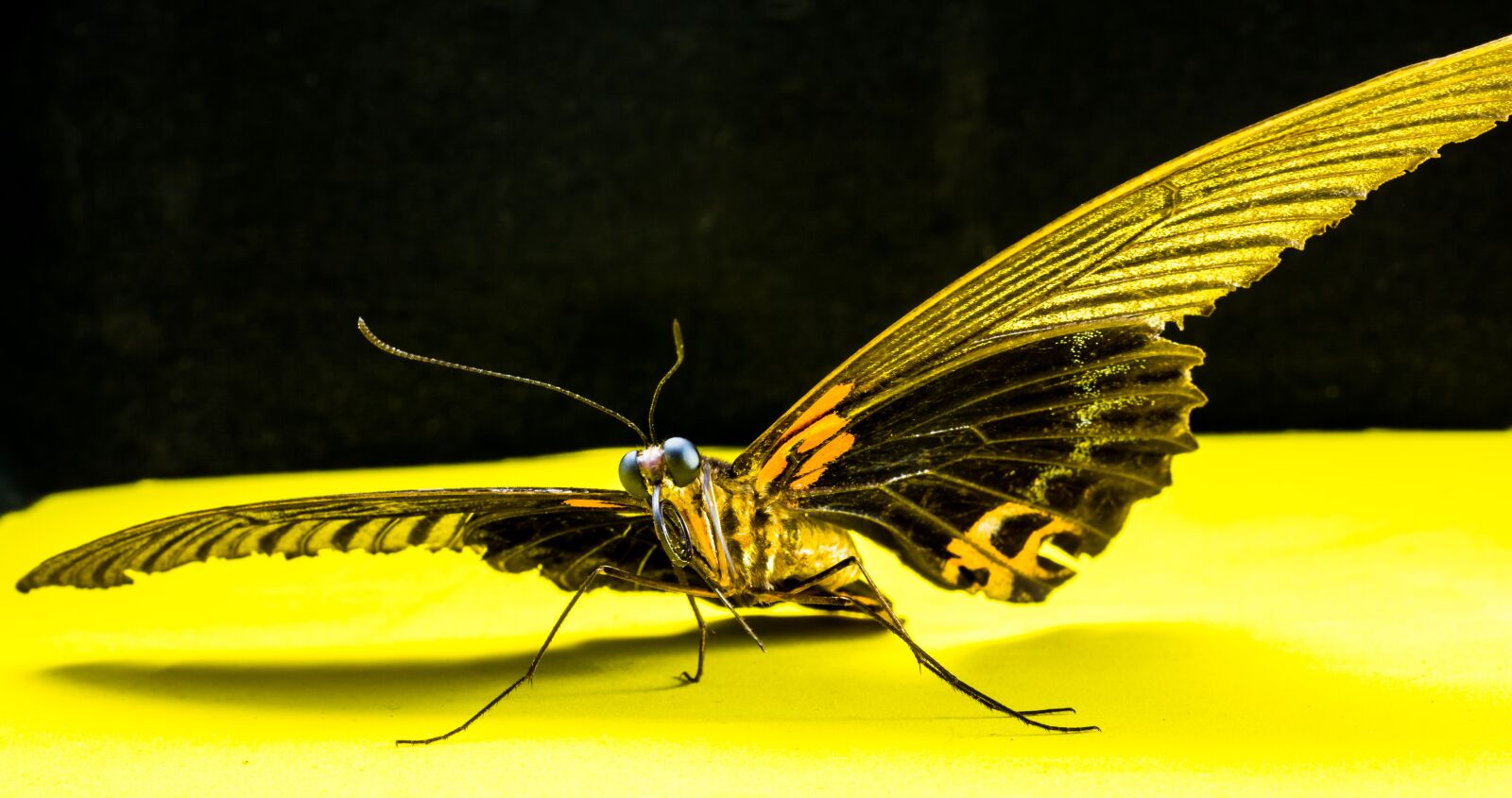 Nikon D5200 sample photo. Butterfly, insect photography