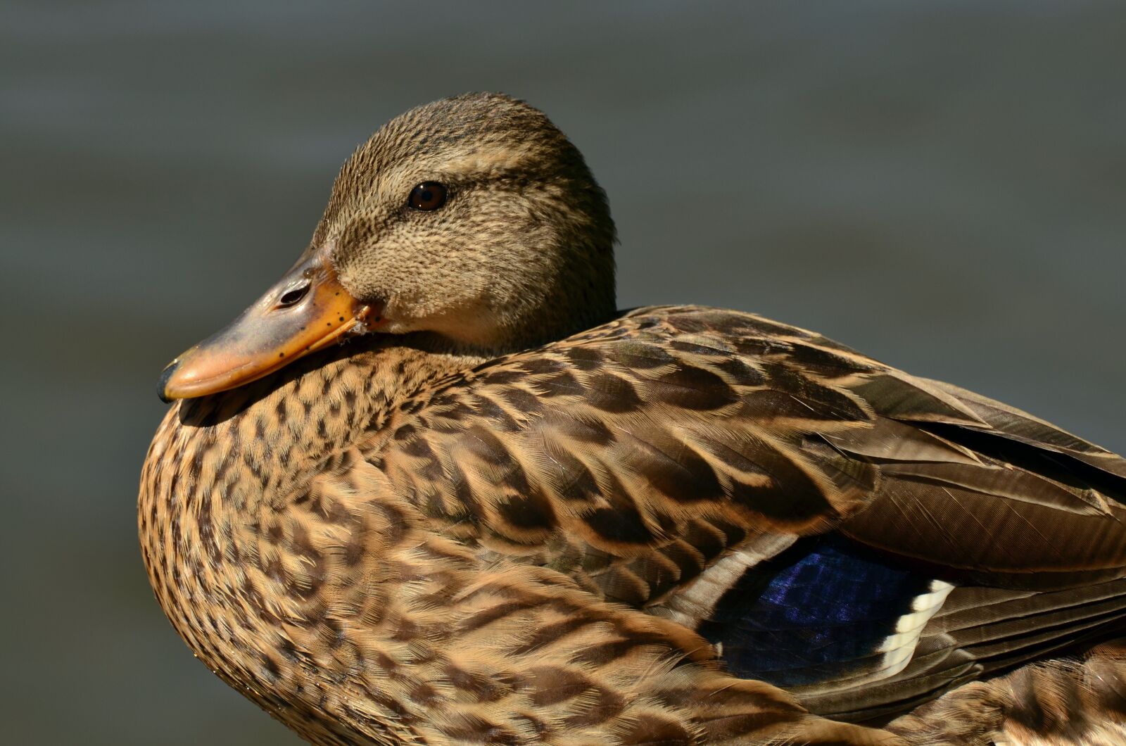 Nikon D5100 sample photo. Mallard, duck, female mallard photography