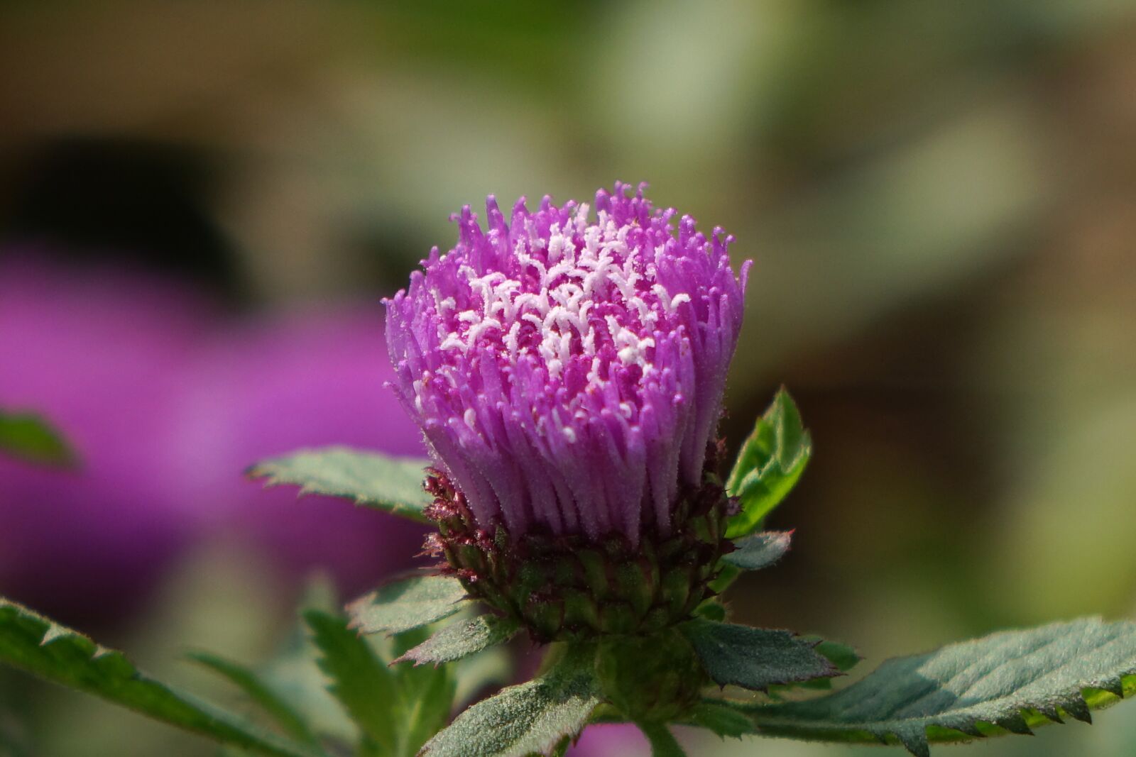 Sony Cyber-shot DSC-RX10 sample photo. Blue crown daisy, park photography