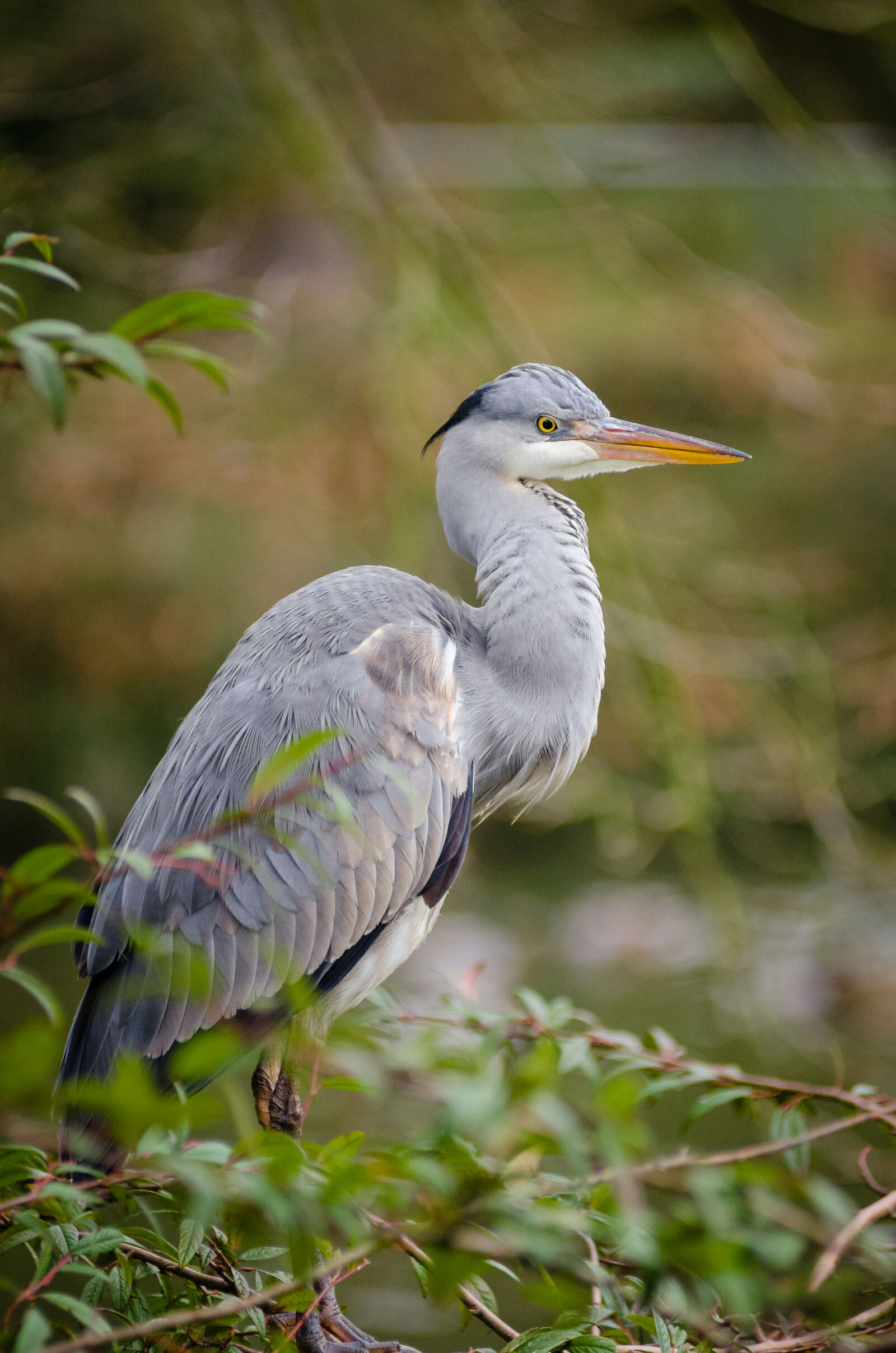 AF Zoom-Nikkor 80-200mm f/2.8 ED sample photo. Gray, long, legged, bird photography