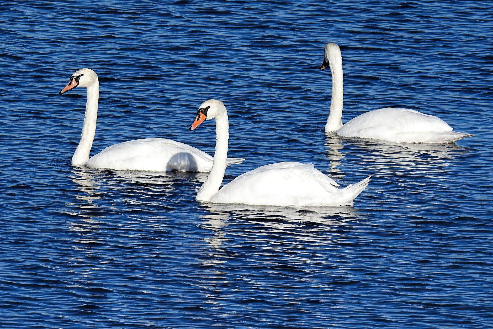 Nikon Coolpix P900 sample photo. Lake, swans, water photography