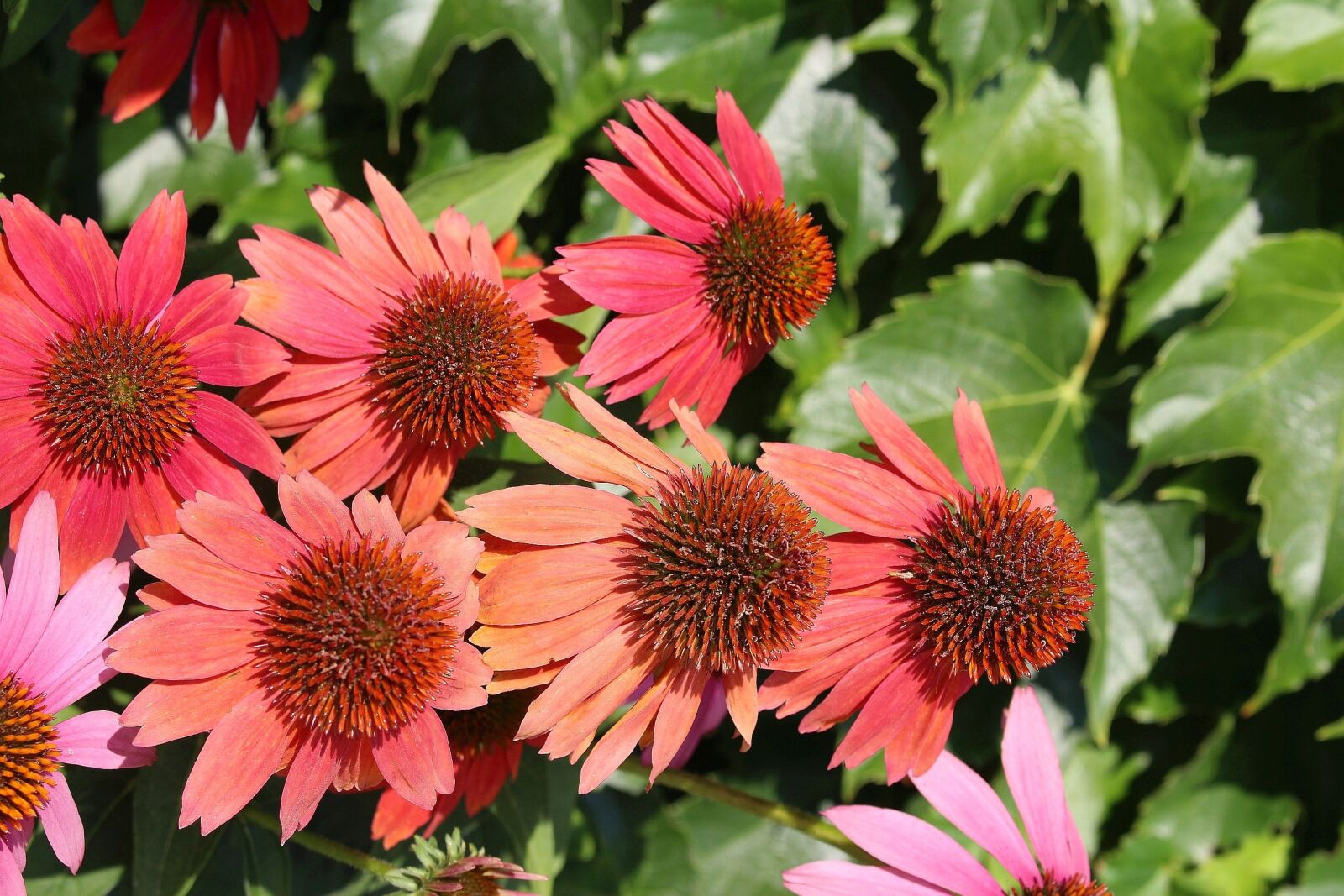 Canon EOS 700D (EOS Rebel T5i / EOS Kiss X7i) sample photo. Flora, flowers, echinacea photography