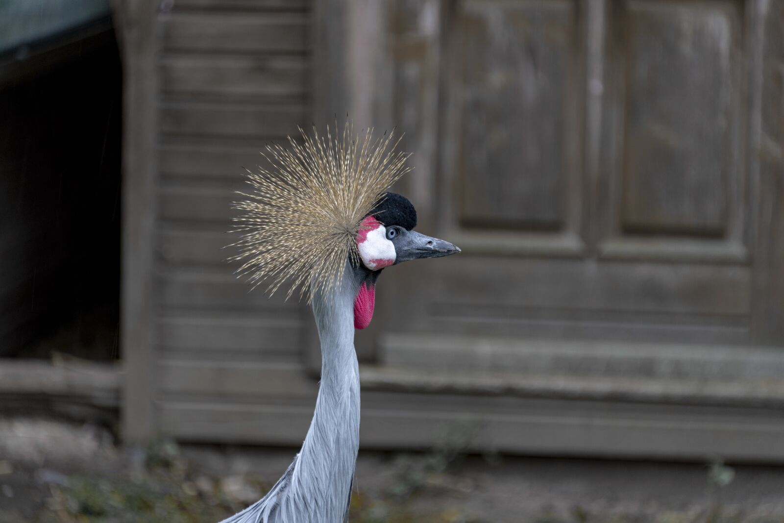 Nikon D850 sample photo. Bird, duck, feather photography