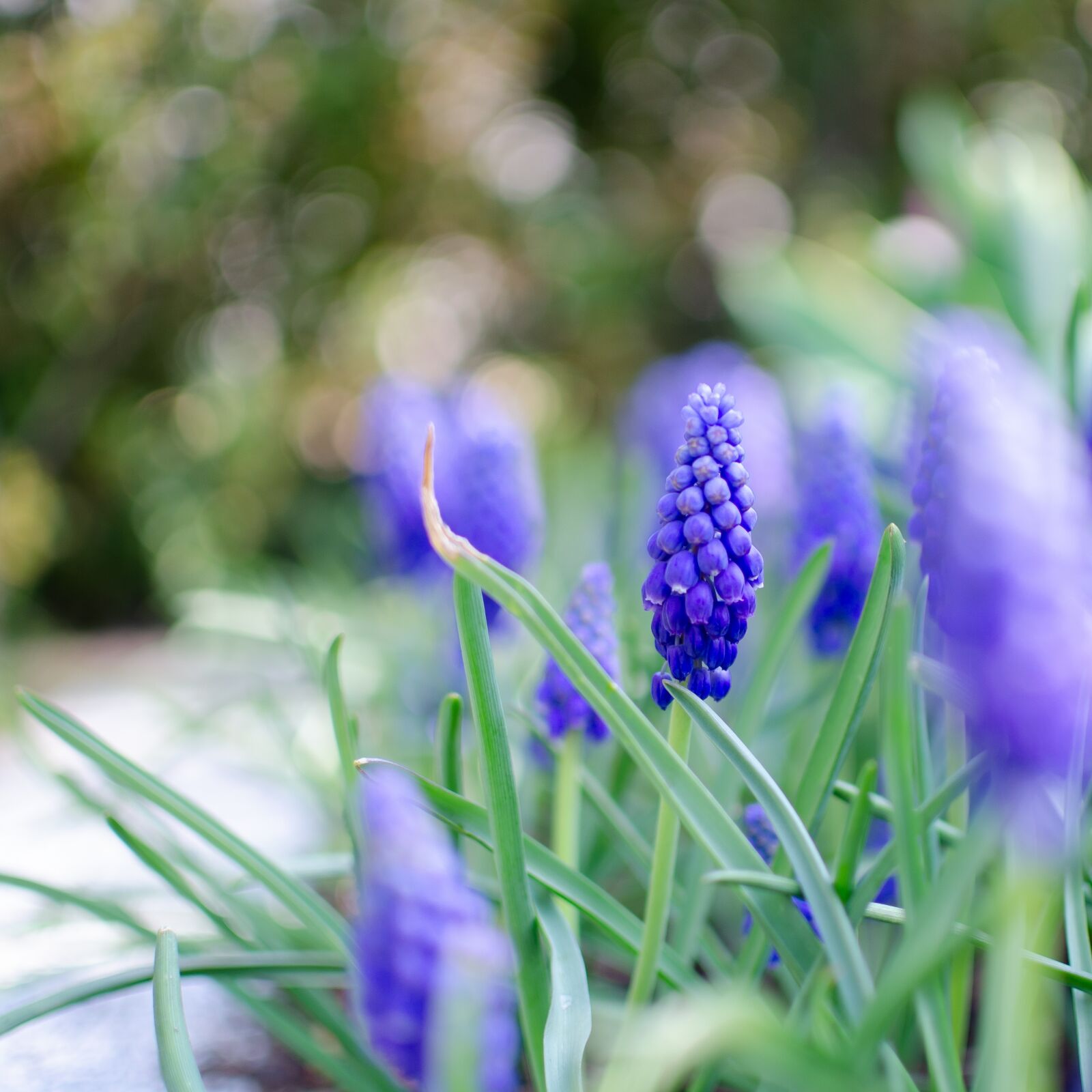 Nikon D5100 sample photo. Muscari armenicum, green, flora photography