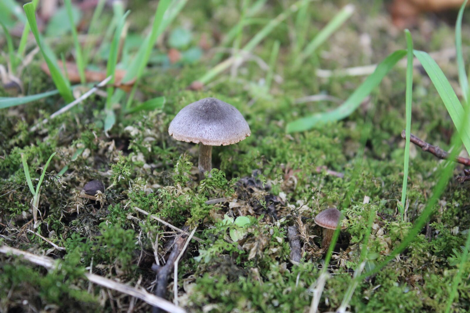 Canon EOS 600D (Rebel EOS T3i / EOS Kiss X5) sample photo. Mushroom, moss, natural photography