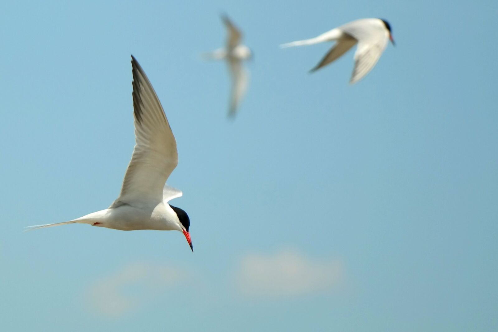 Samsung NX300M sample photo. Swallows, bird, flying photography