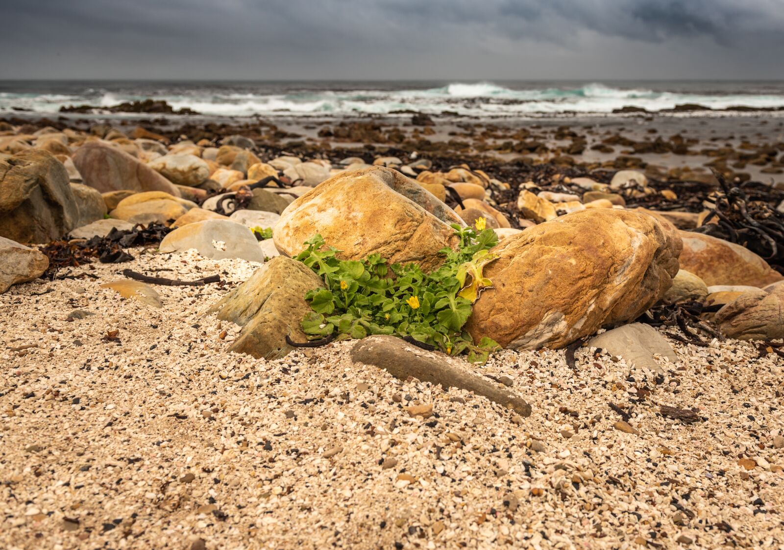 Nikon D750 sample photo. Coast, sea, seaweed photography