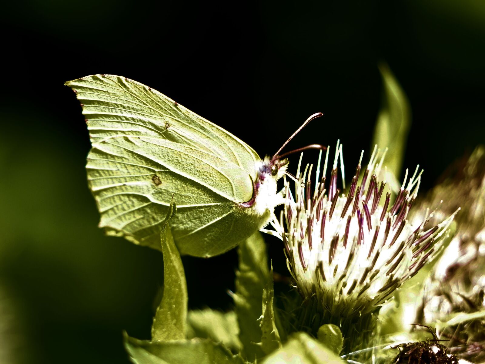 Pentax K-70 sample photo. Gonepteryx rhamni, butterfly, nature photography