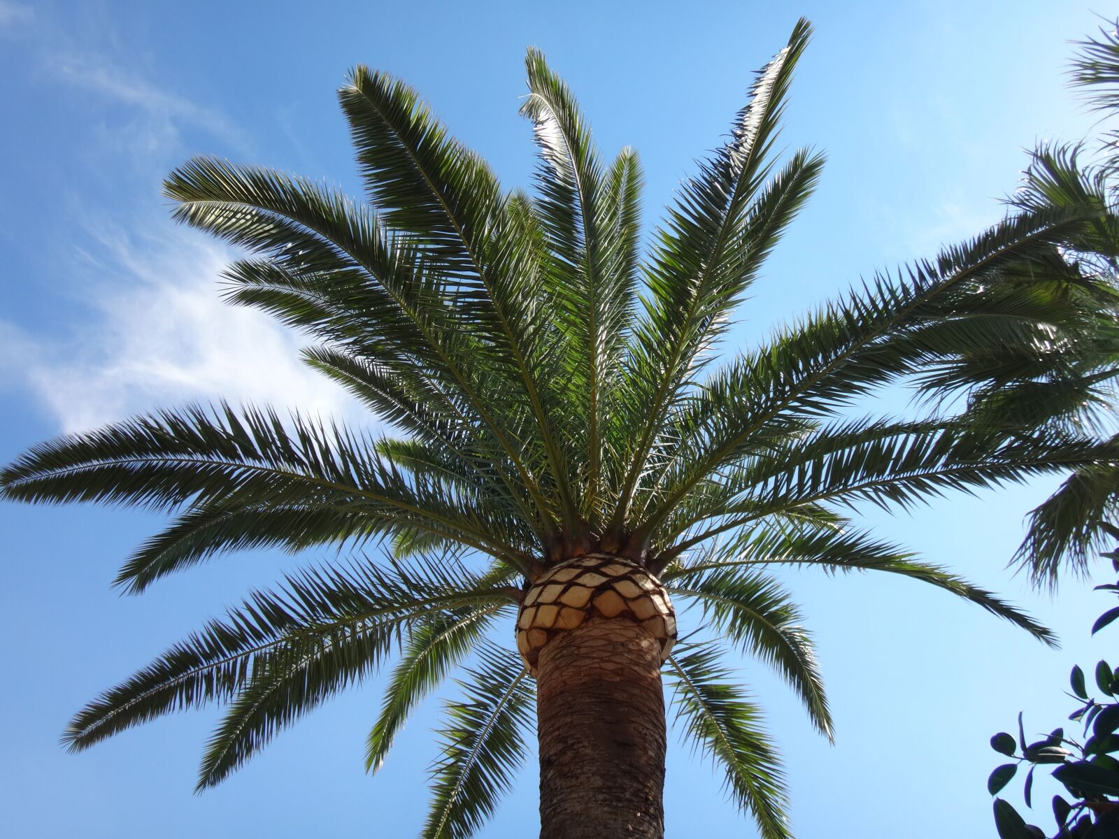 Sony Cyber-shot DSC-TX30 sample photo. Palm tree, blue sky photography