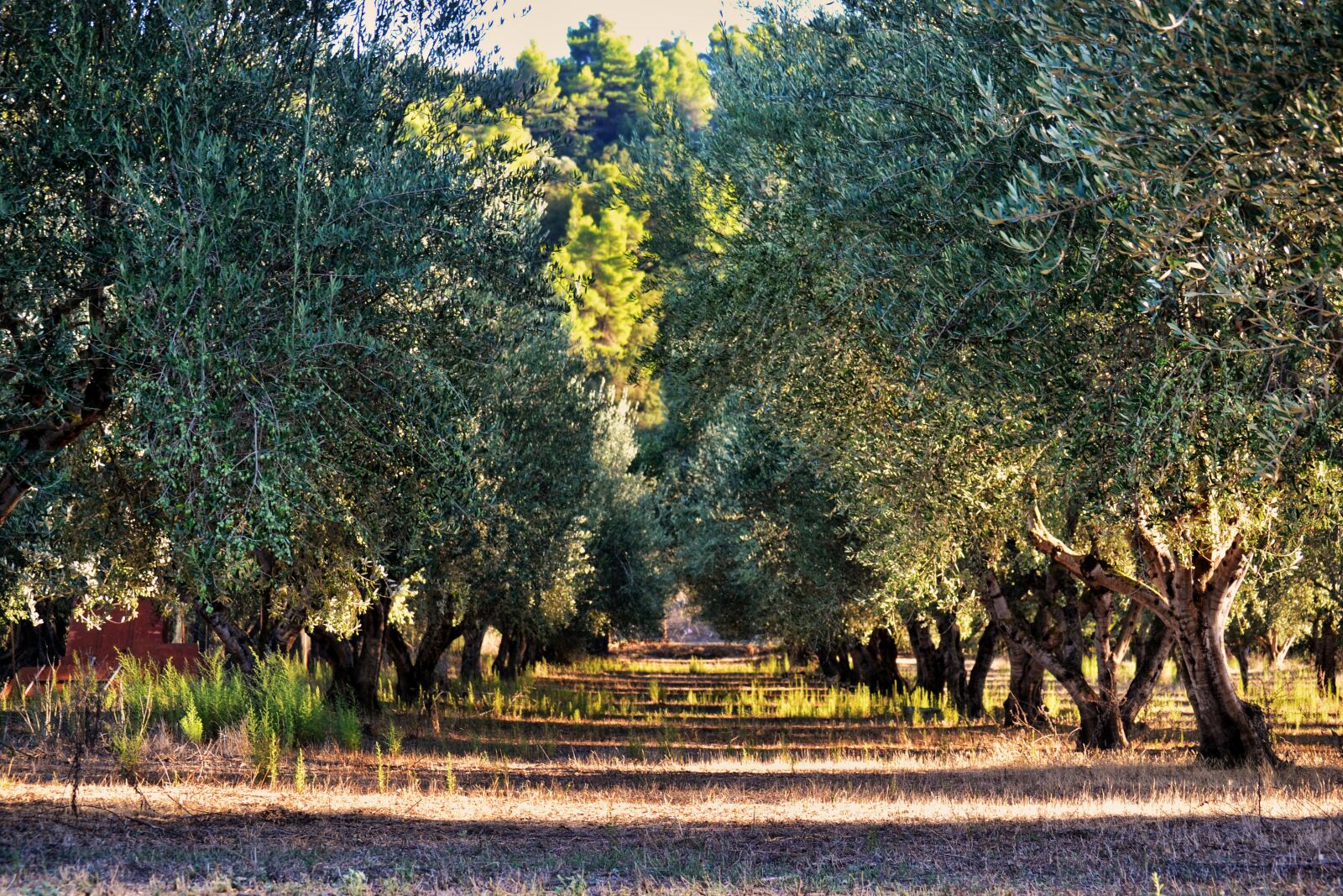 Nikon D3100 sample photo. Olive tree, tree, olives photography