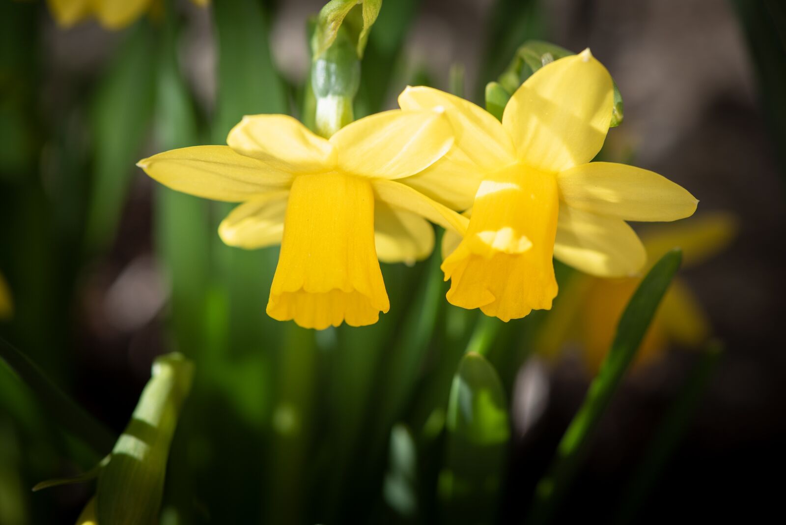 Nikon D750 sample photo. Daffodils, yellow, spring flowers photography