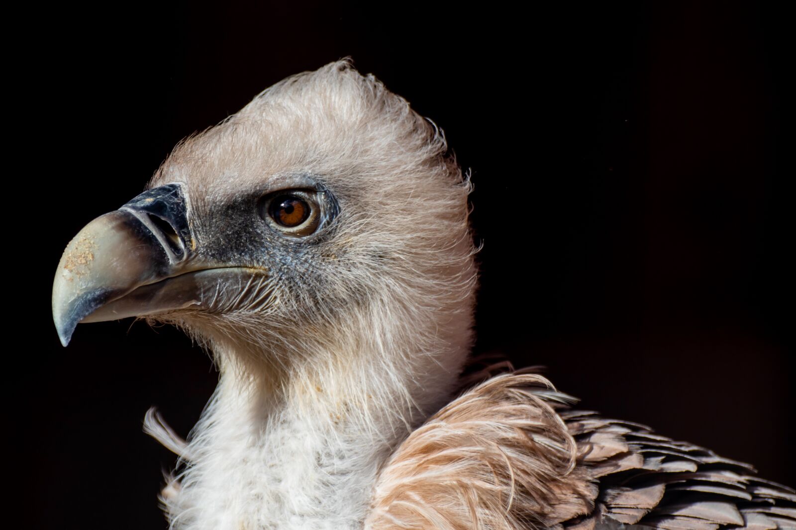 Canon EOS 200D (EOS Rebel SL2 / EOS Kiss X9) sample photo. Vulture, griffon vulture, bird photography