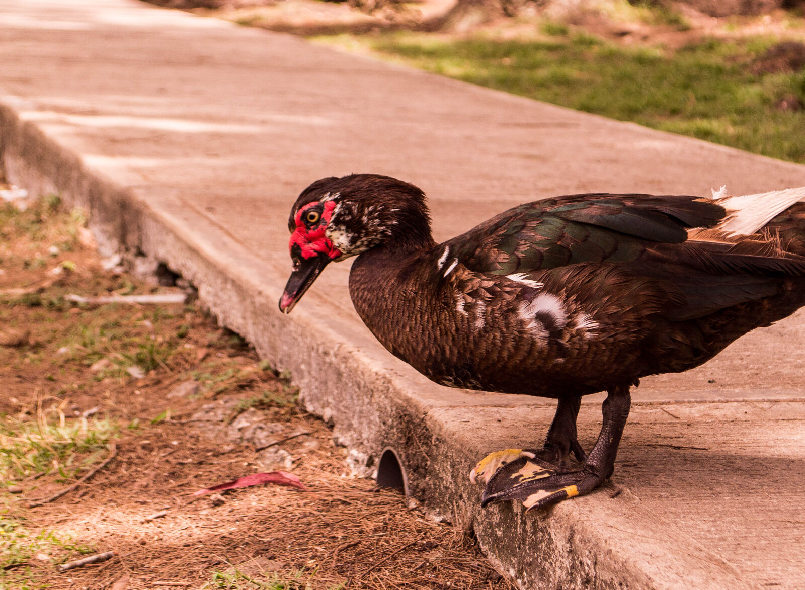 Nikon D3100 sample photo. Animal, animal, park, duck photography