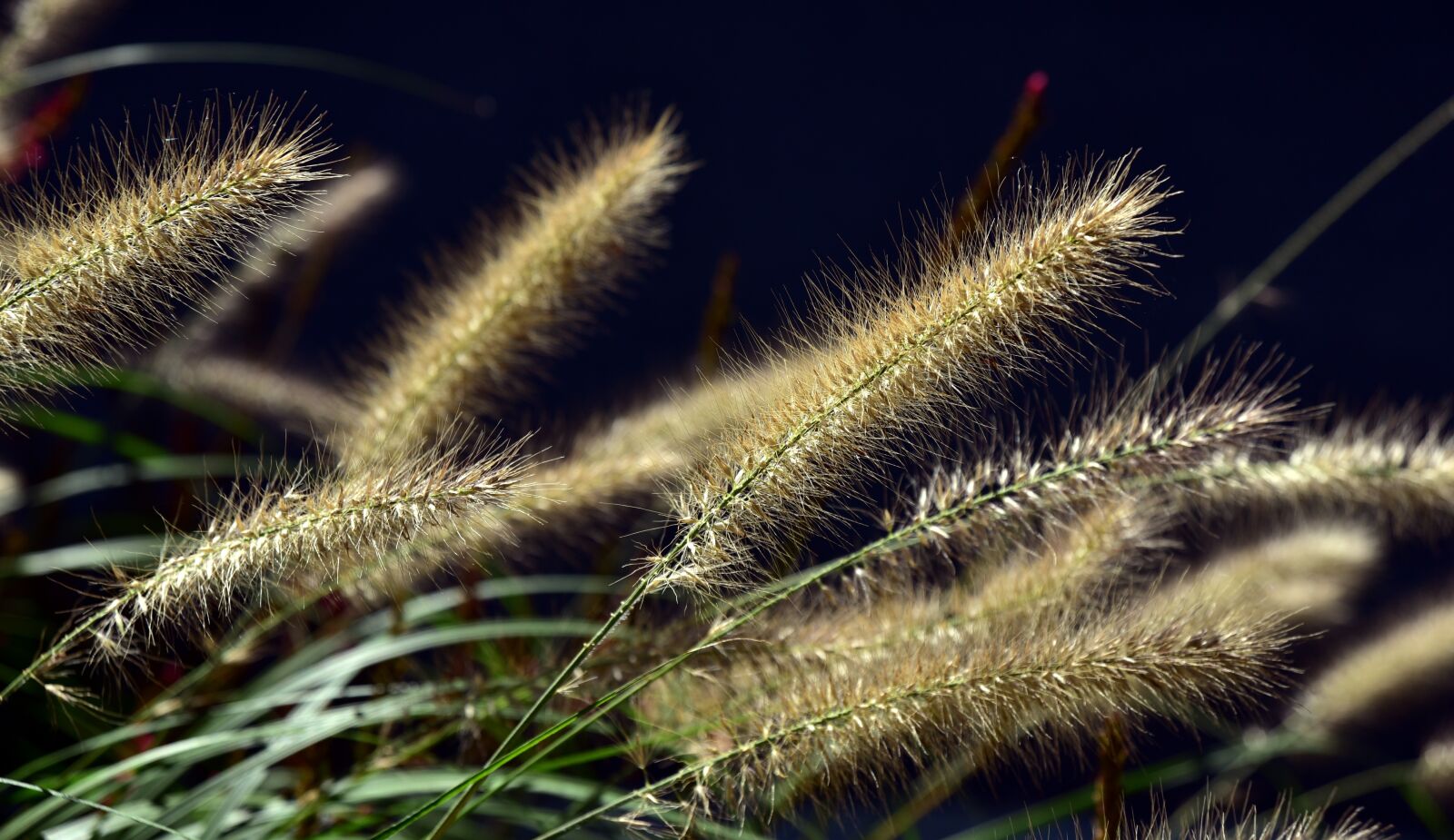Nikon D750 sample photo. Lamp cleaning er grass photography