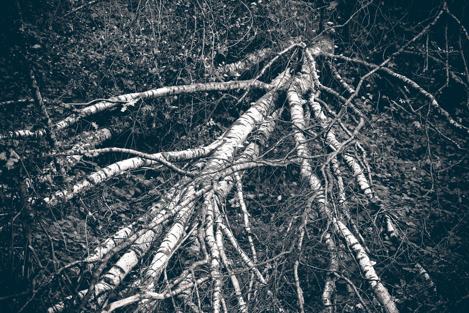 Olympus OM-D E-M10 sample photo. Forest, trees, nature photography