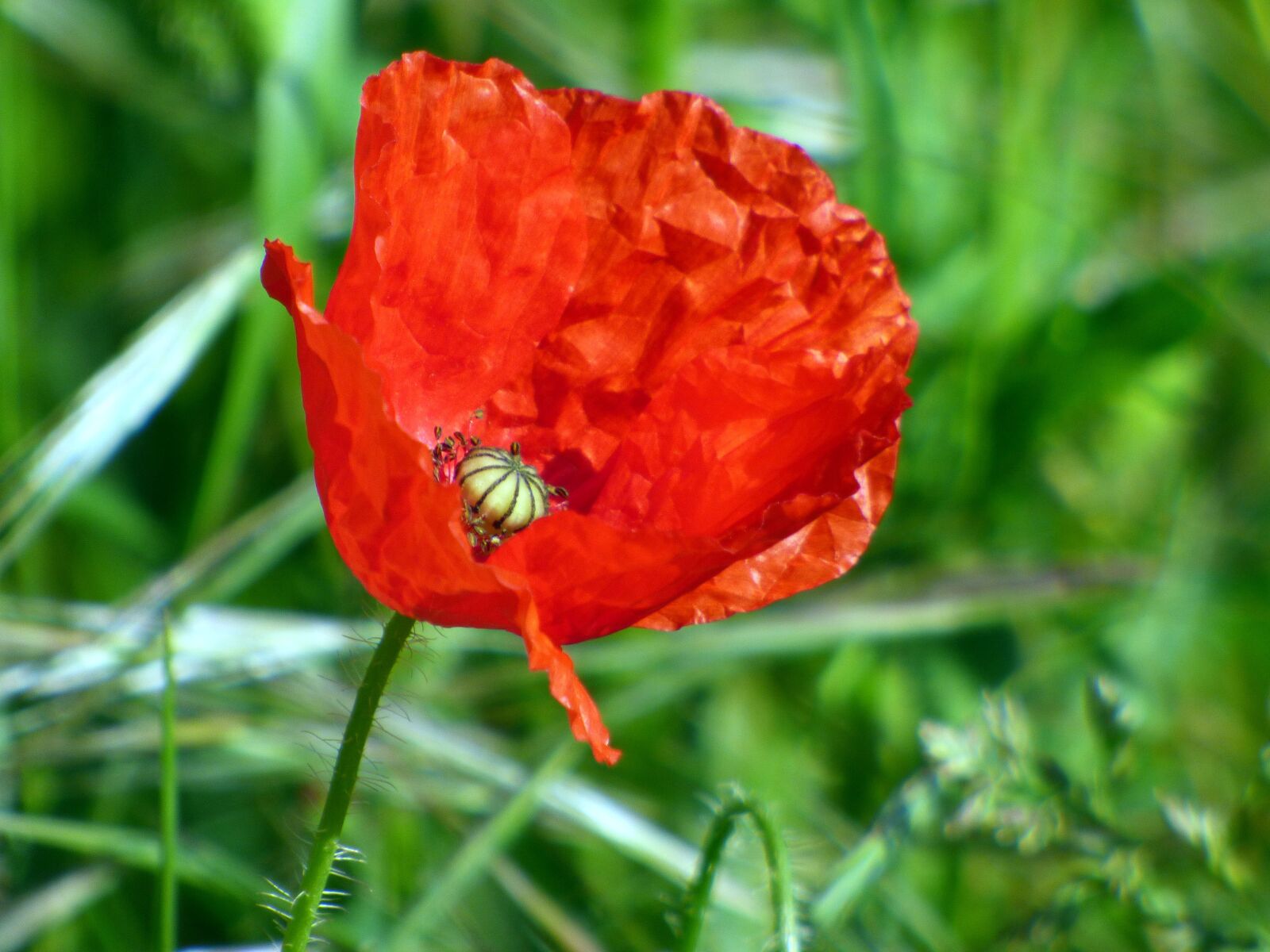 Panasonic DMC-FZ72 sample photo. Poppy, red, flower photography