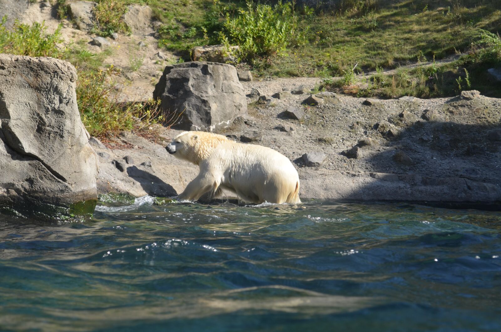 Nikon D5100 sample photo. Polar bear, water, rock photography