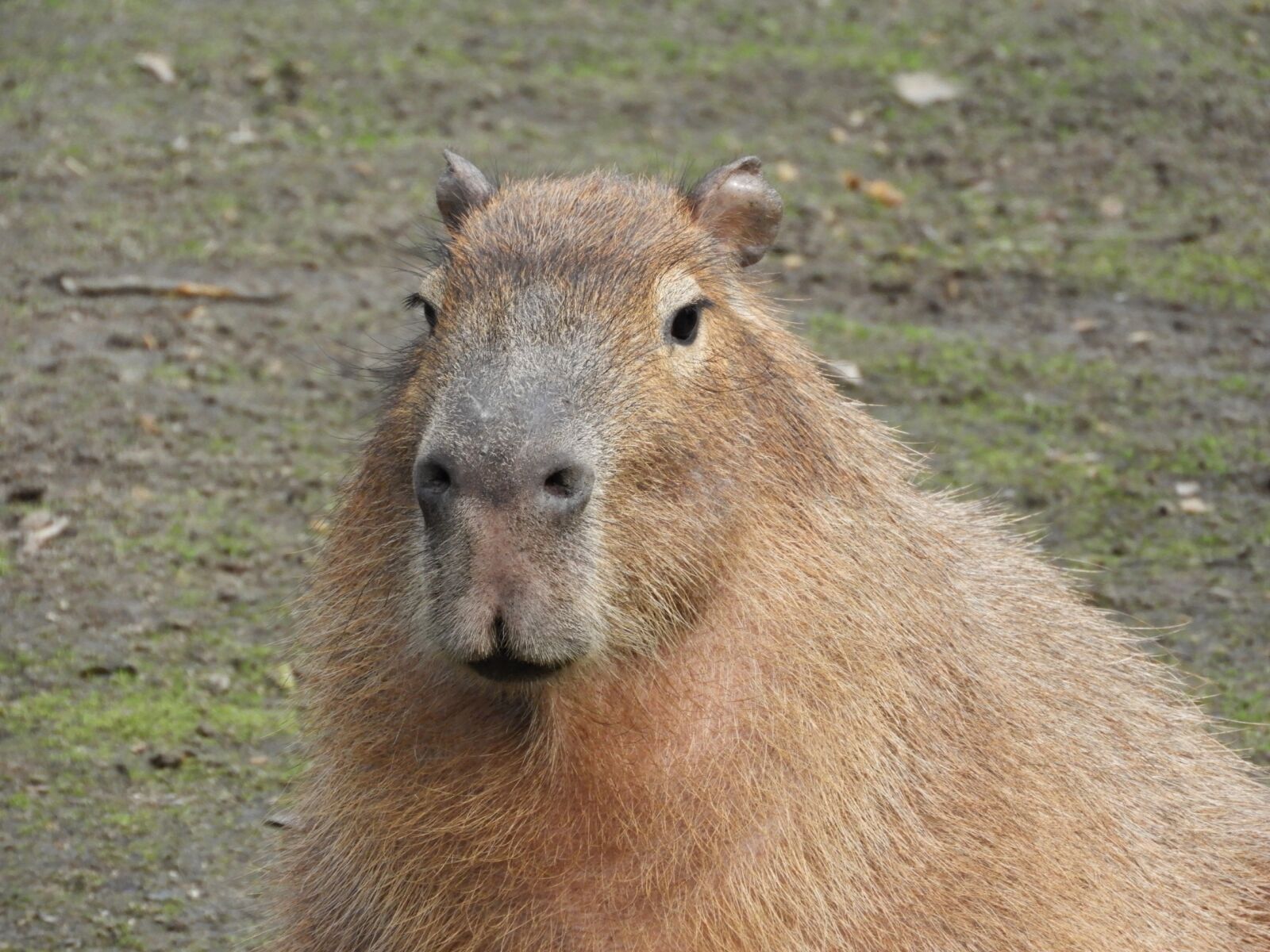 Nikon Coolpix B700 sample photo. Wild, rodent, guinea pig photography