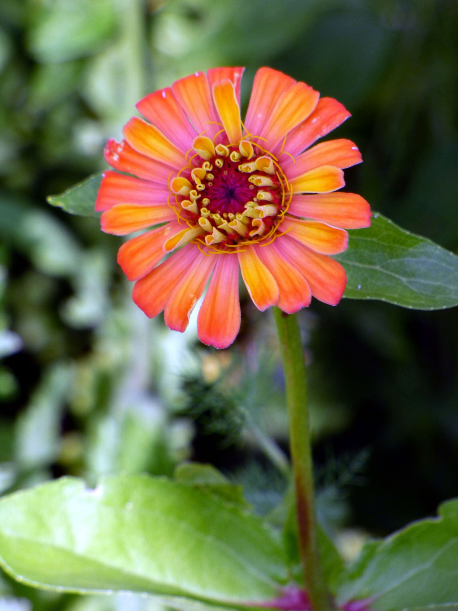 Panasonic DMC-FZ72 sample photo. Flower, garden, botany photography