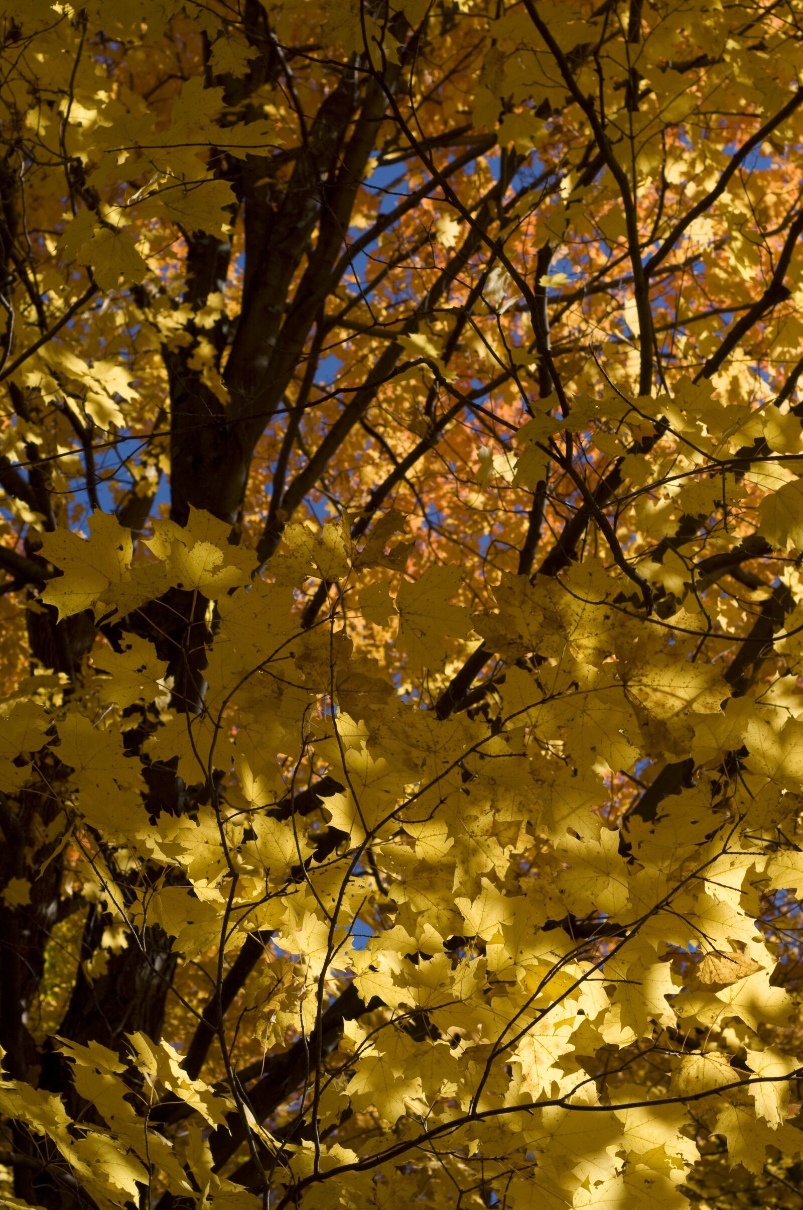 Nikon D90 sample photo. Golden, leaves, autumn photography