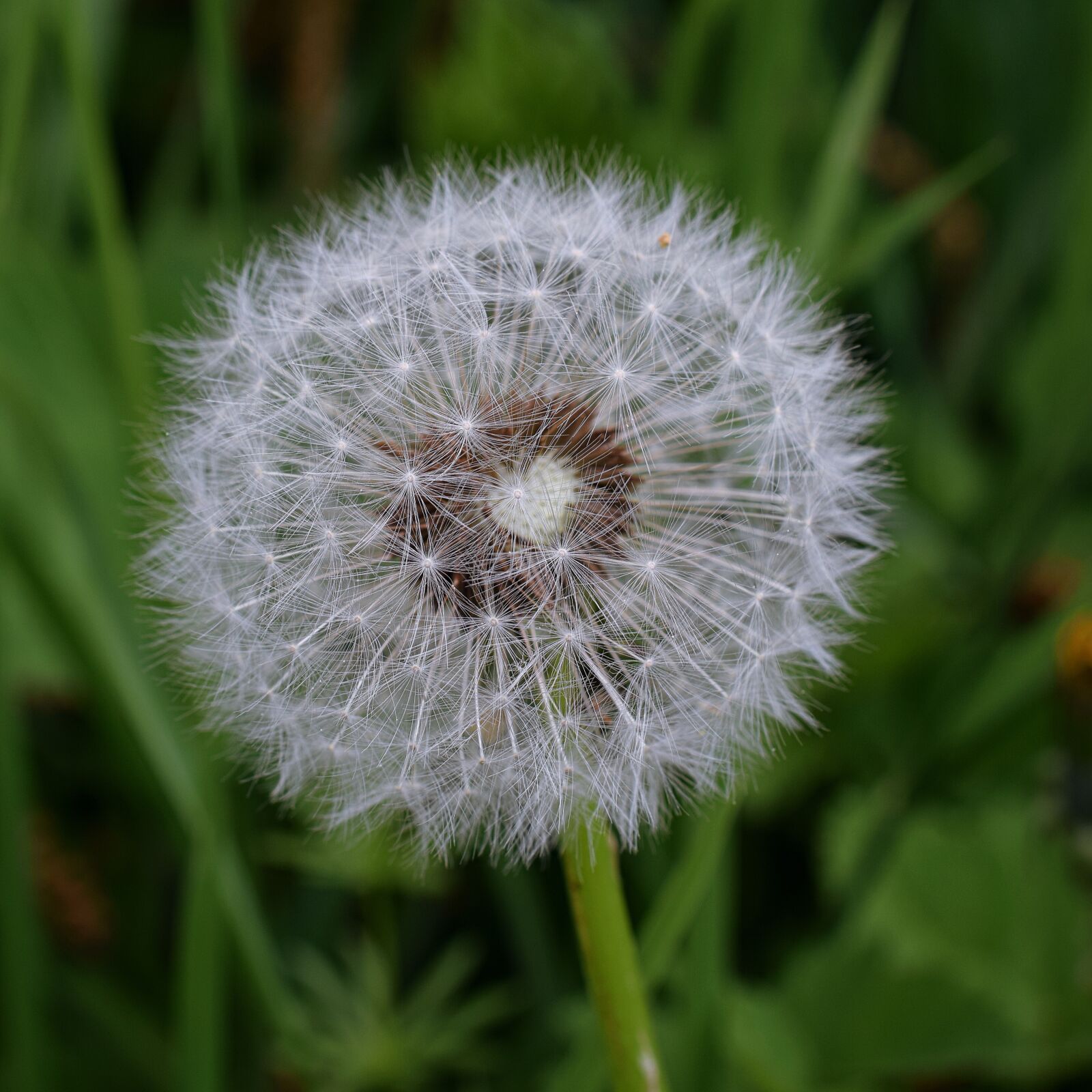 Nikon D5300 sample photo. Dandelion, macro, common dandelion photography