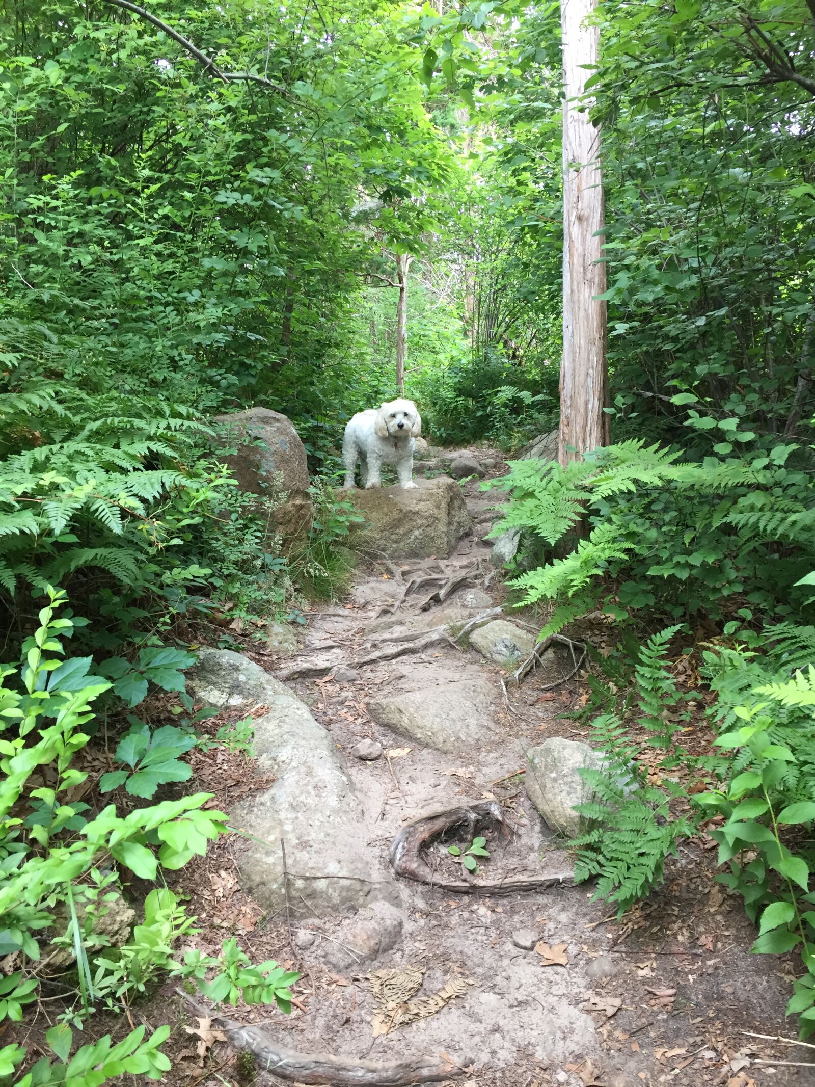iPhone 6 back camera 4.15mm f/2.2 sample photo. Dog, woods, trail photography