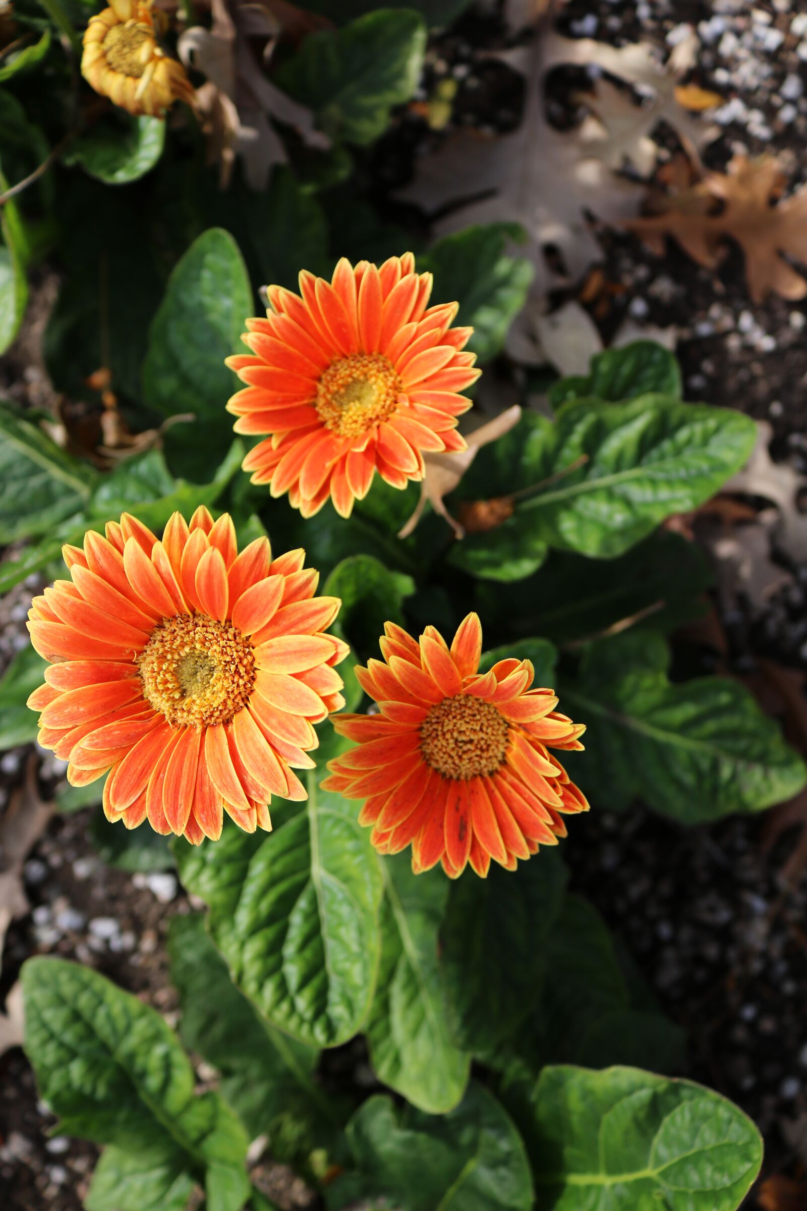 Canon EOS 750D (EOS Rebel T6i / EOS Kiss X8i) sample photo. Orange, yellow, flowers photography