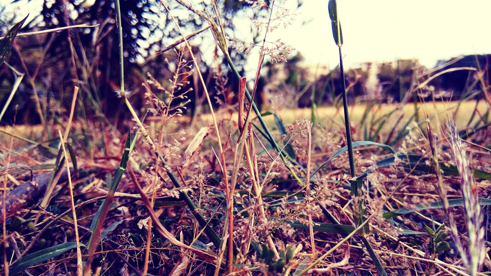 Xiaomi Redmi Note 4 sample photo. Crops, dry, grass, wallpaper photography