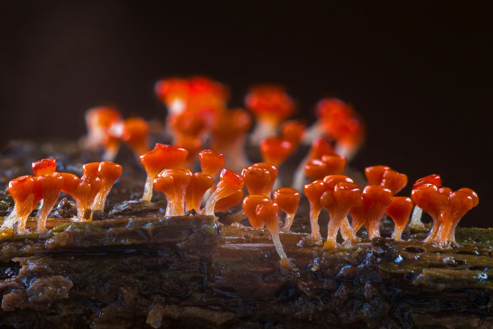 Canon EOS 7D sample photo. Slime mold, trichia decipiens photography