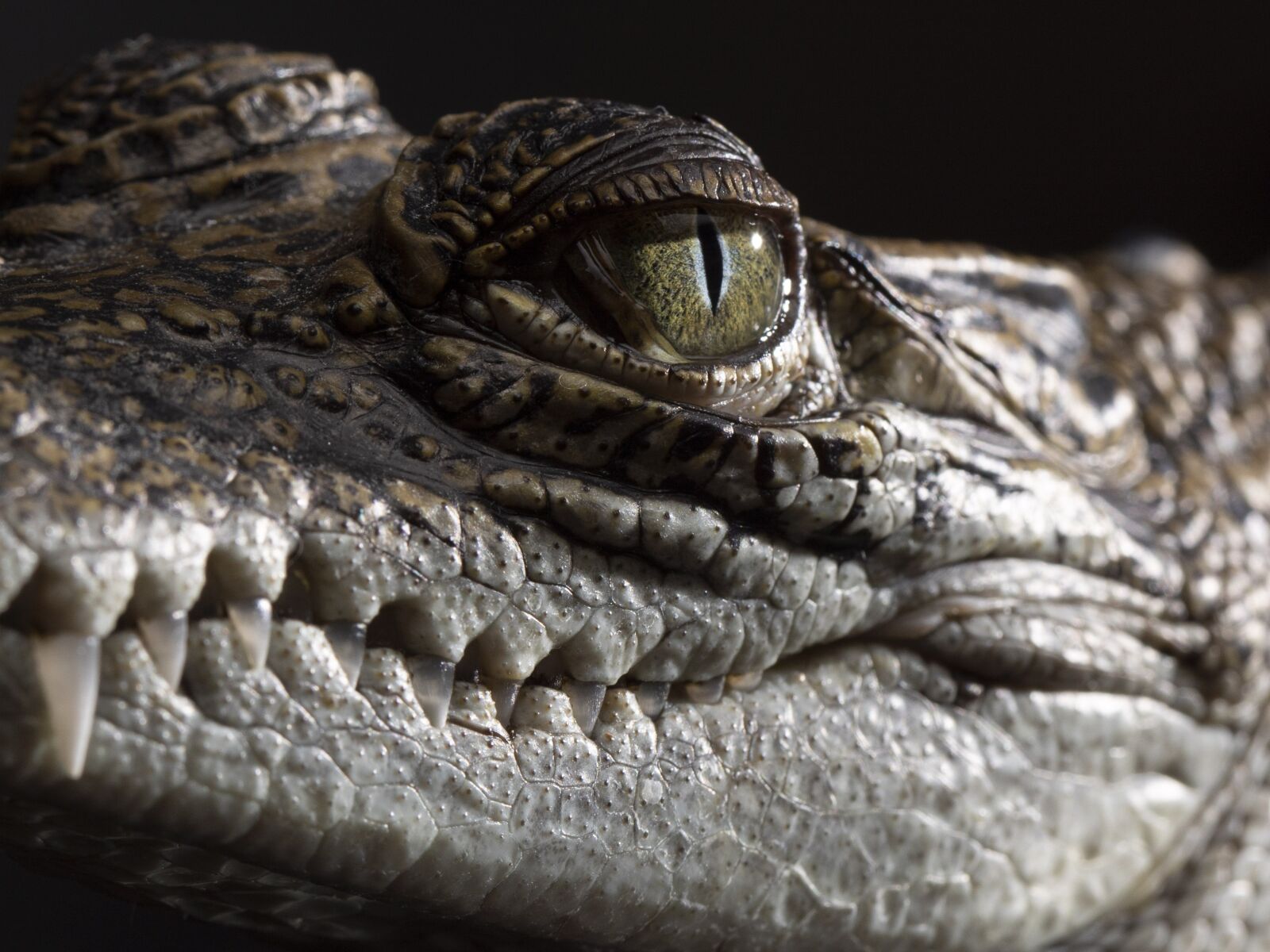 Canon EOS 5D Mark IV sample photo. Crocodile, teeth, reptile photography