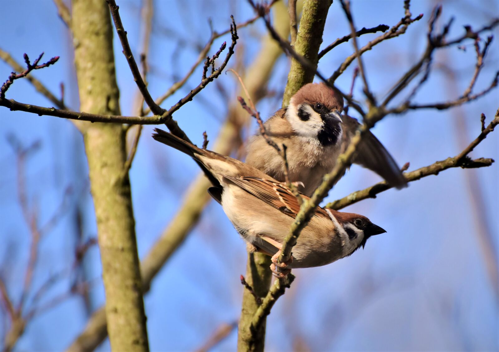 Nikon D7200 sample photo. Sparrow, sperling, bird photography