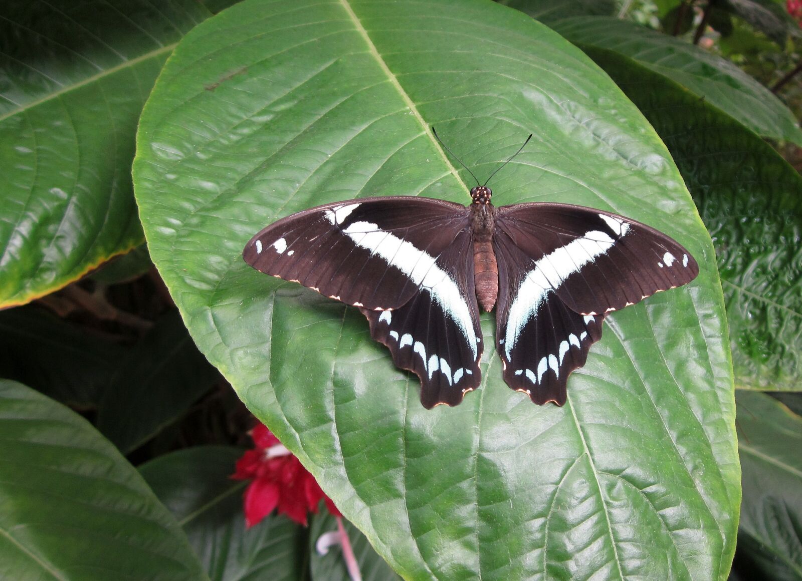 Canon PowerShot SD1300 IS (IXUS 105 / IXY 200F) sample photo. Butterfly, blanquinegra, tropical photography