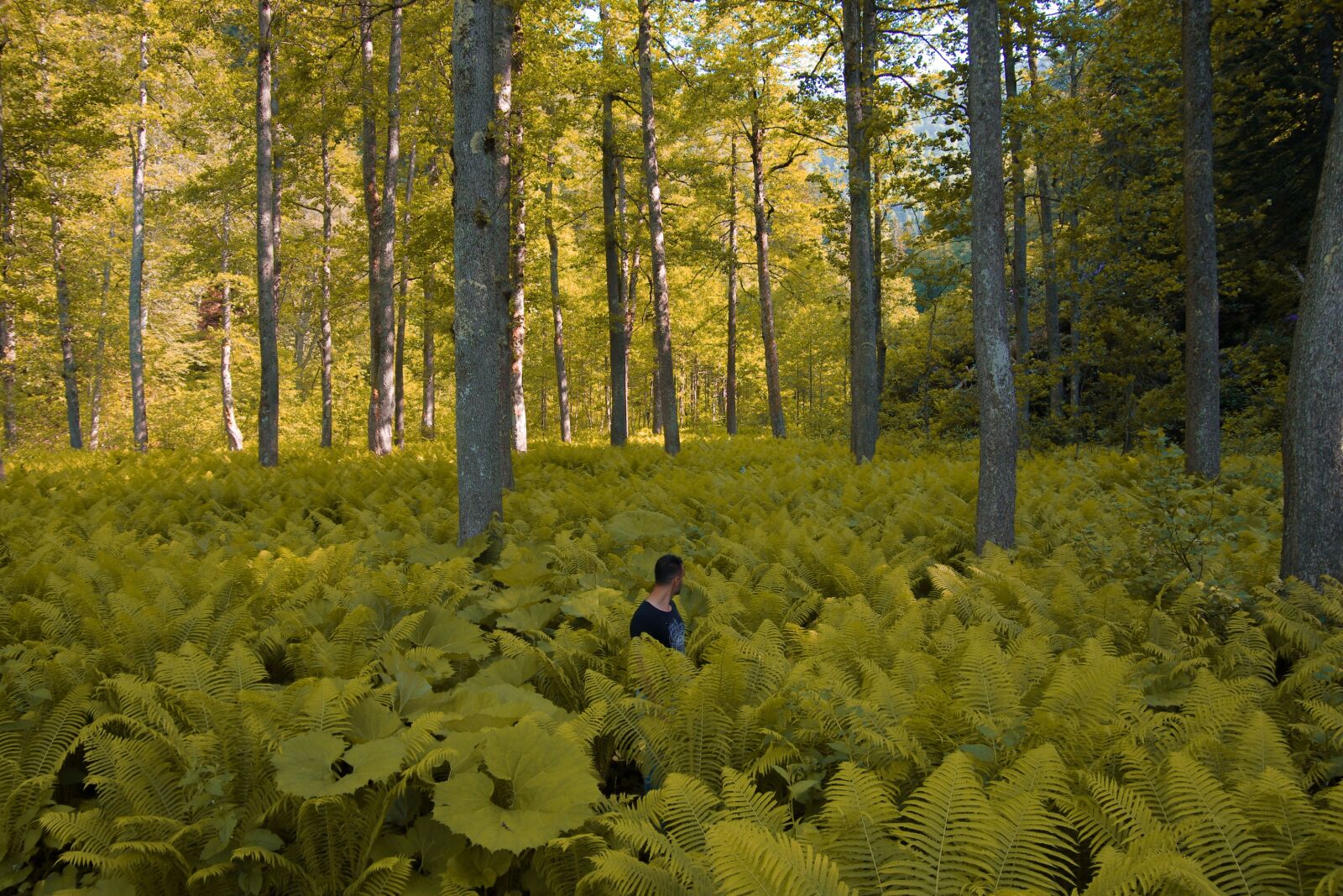 Pentax K-5 IIs sample photo. Forest, yellow, fern photography