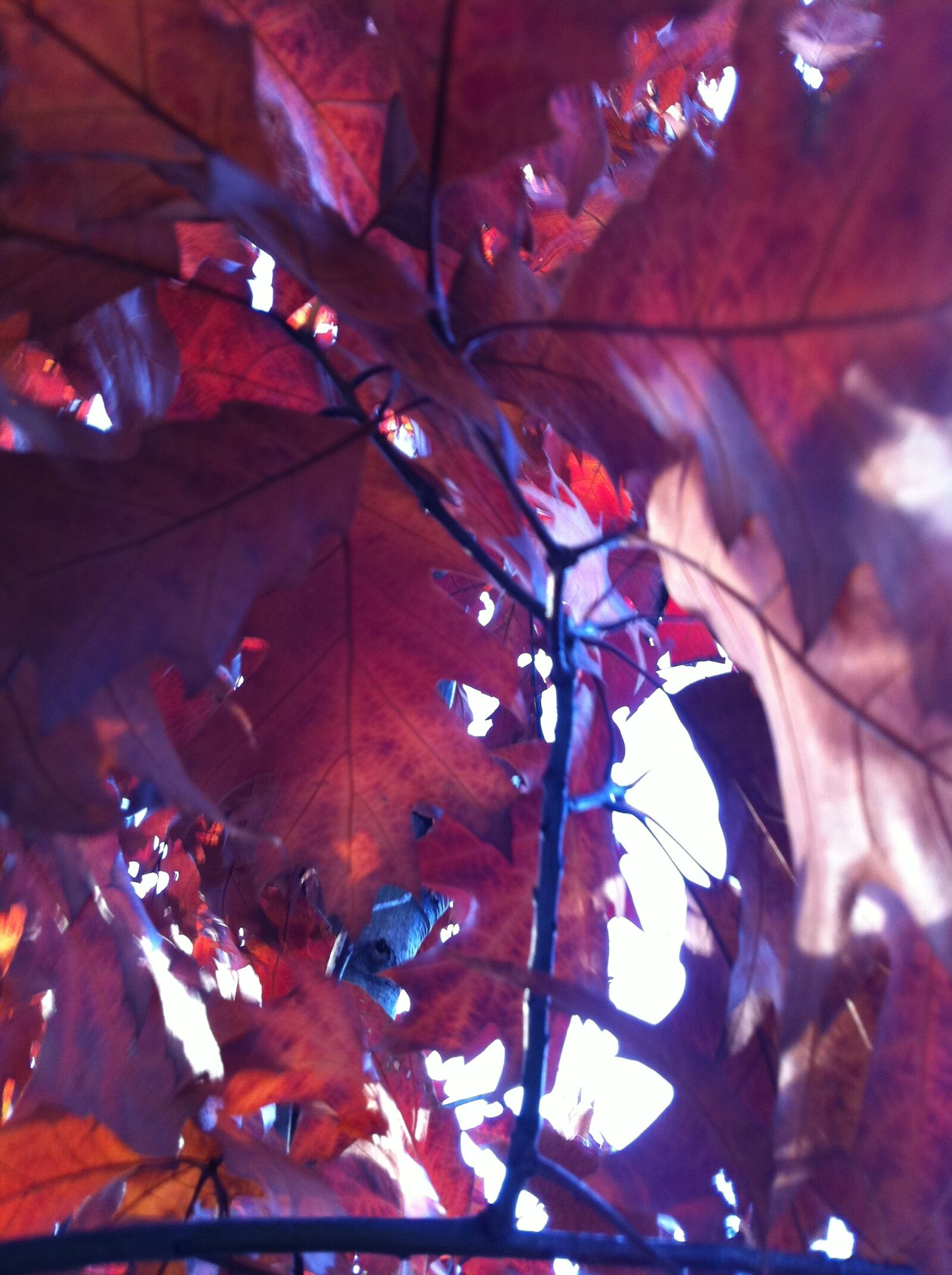 Apple iPhone 4 sample photo