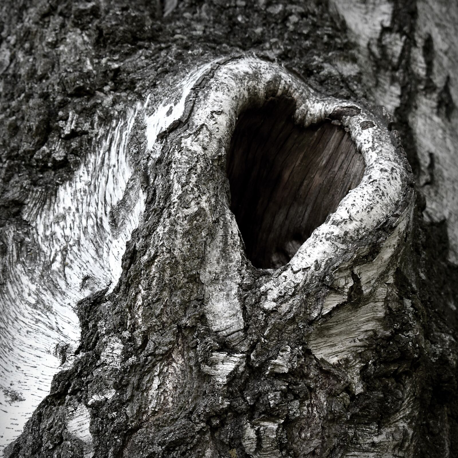 Nikon D3500 sample photo. Tree, heart, nature photography